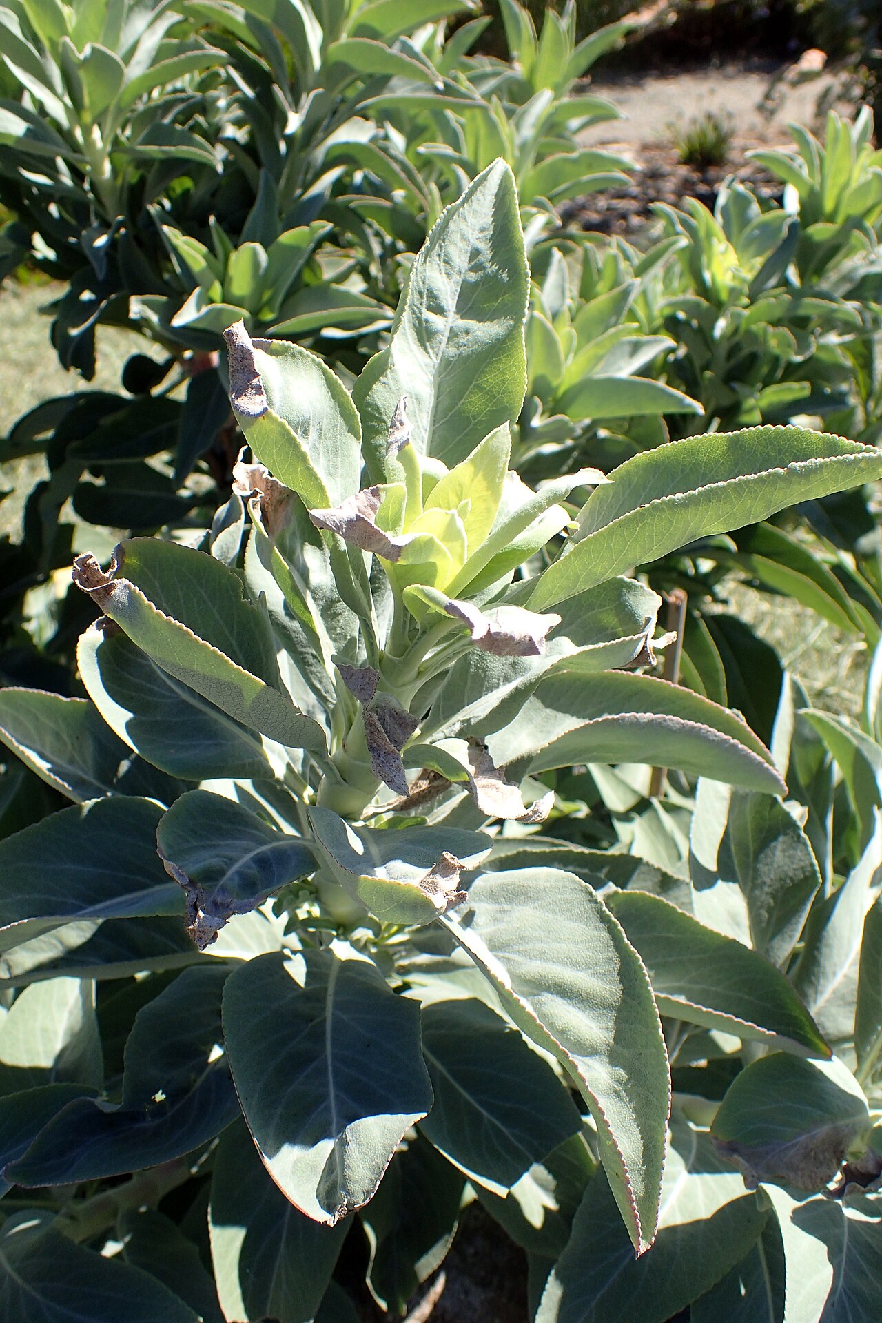 White Sage — photo 3
