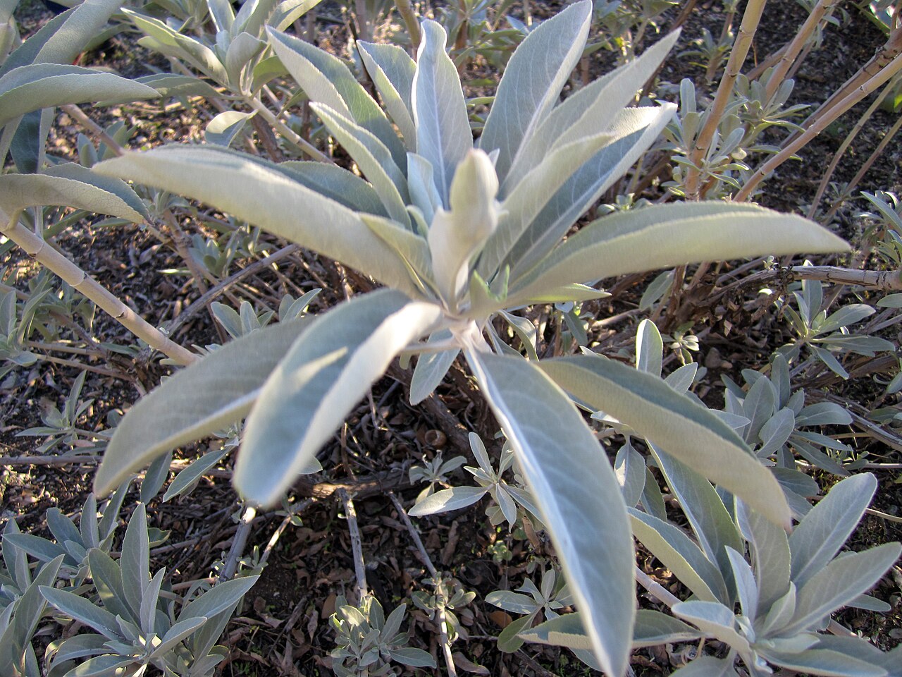 White Sage — photo 4