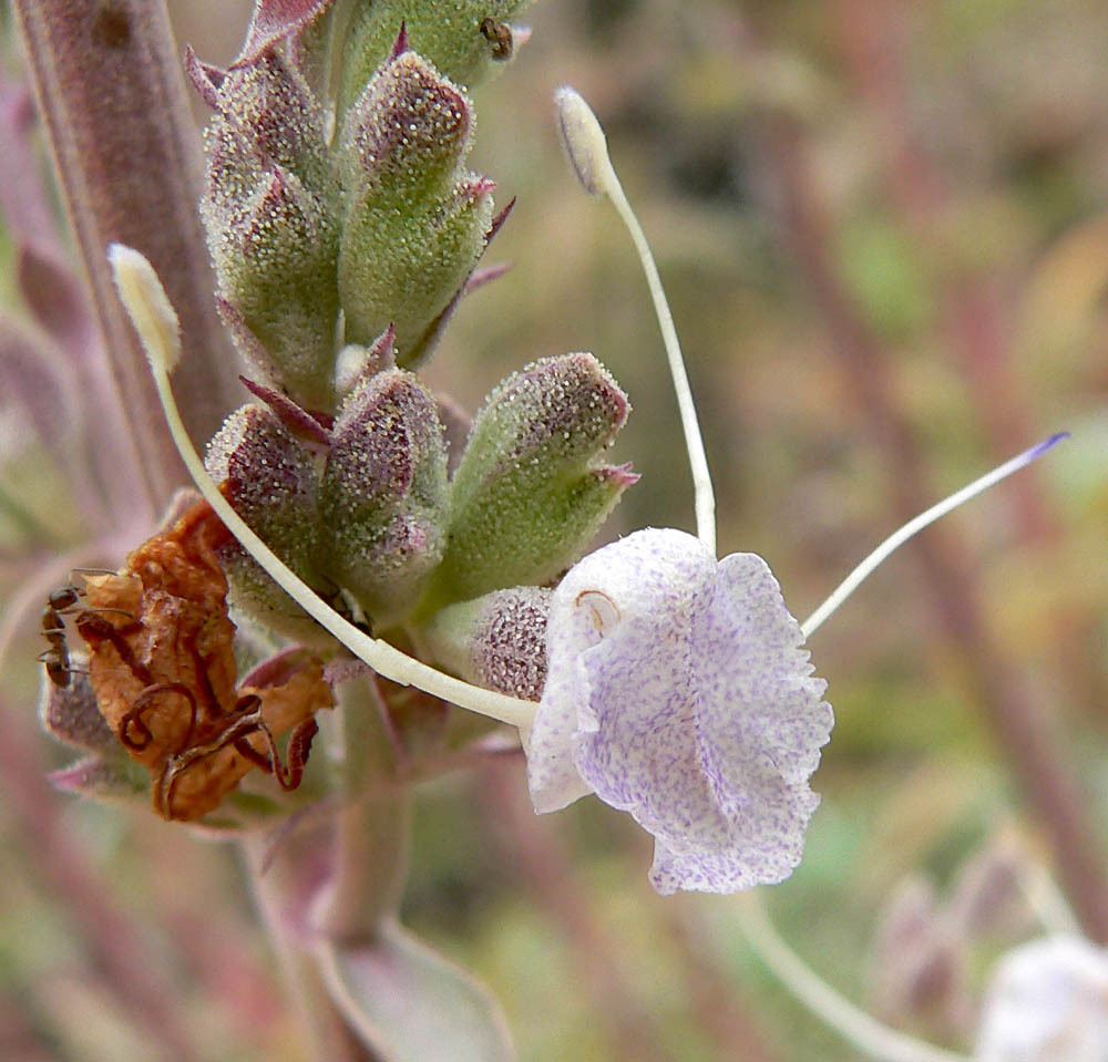 Waist-high — e.g. White Sage