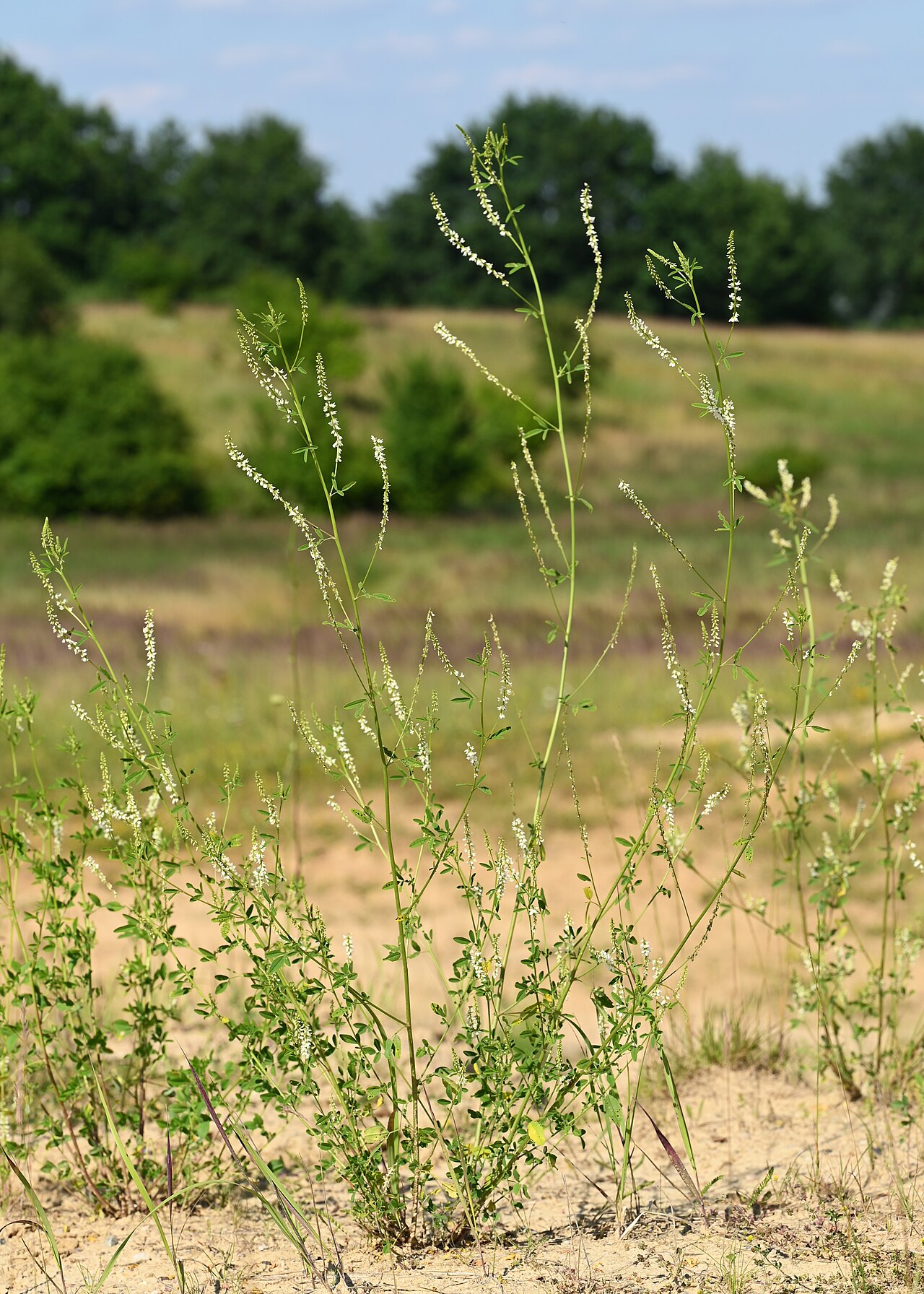 White Sweetclover — photo 3