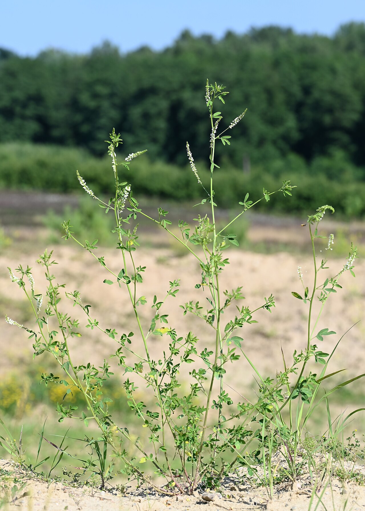 White Sweetclover