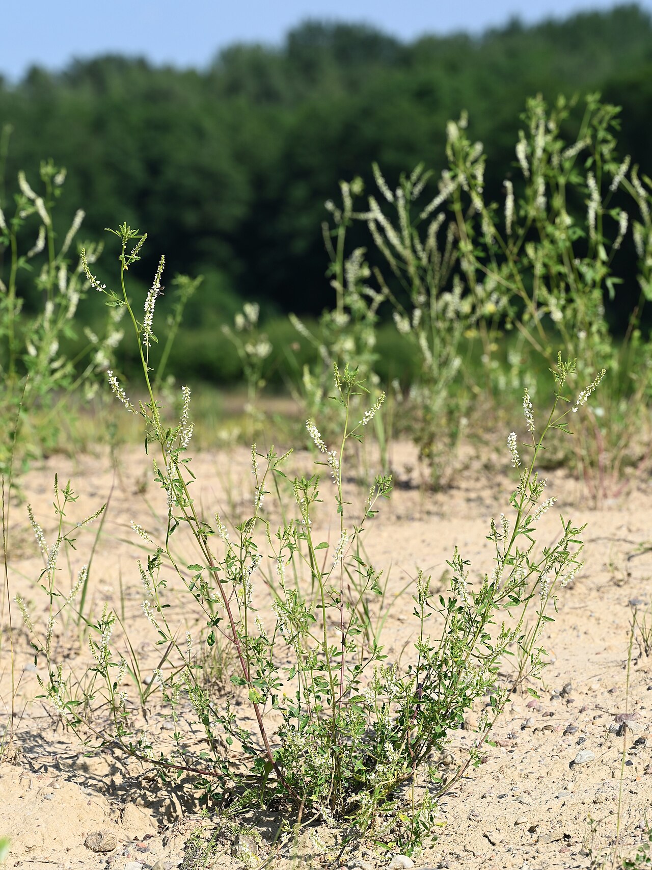 White Sweetclover — photo 4