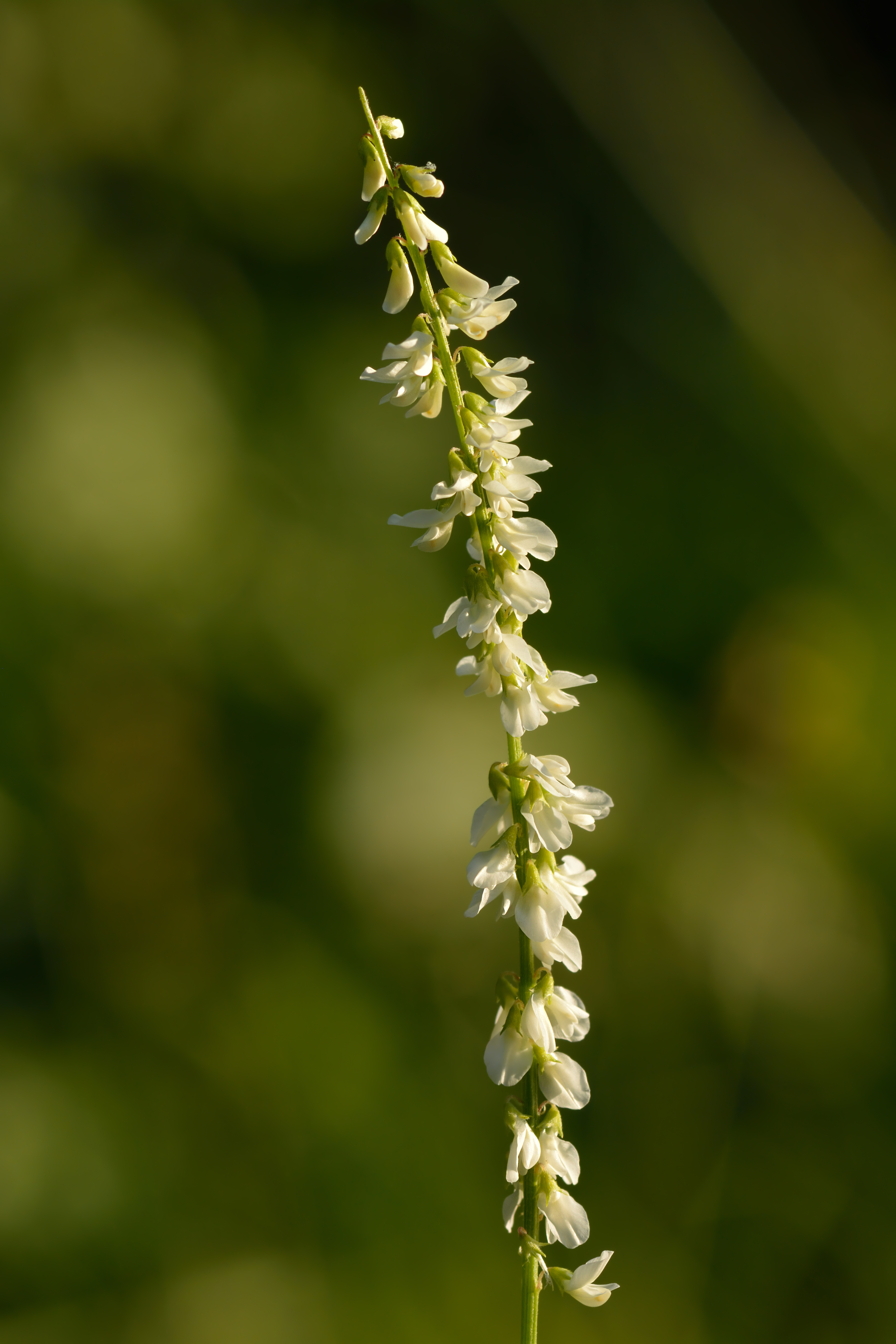White Sweetclover — photo 2