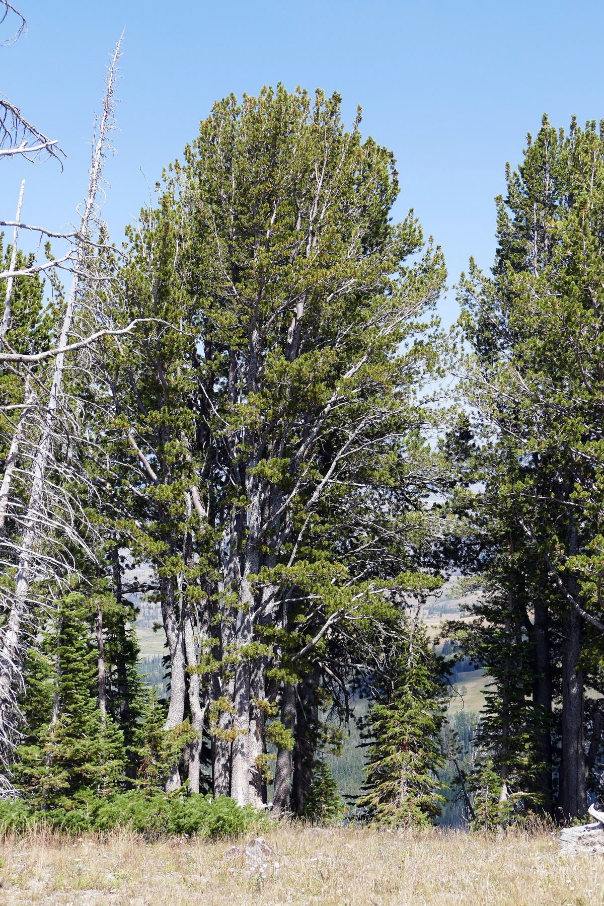 Whitebark Pine — photo 6