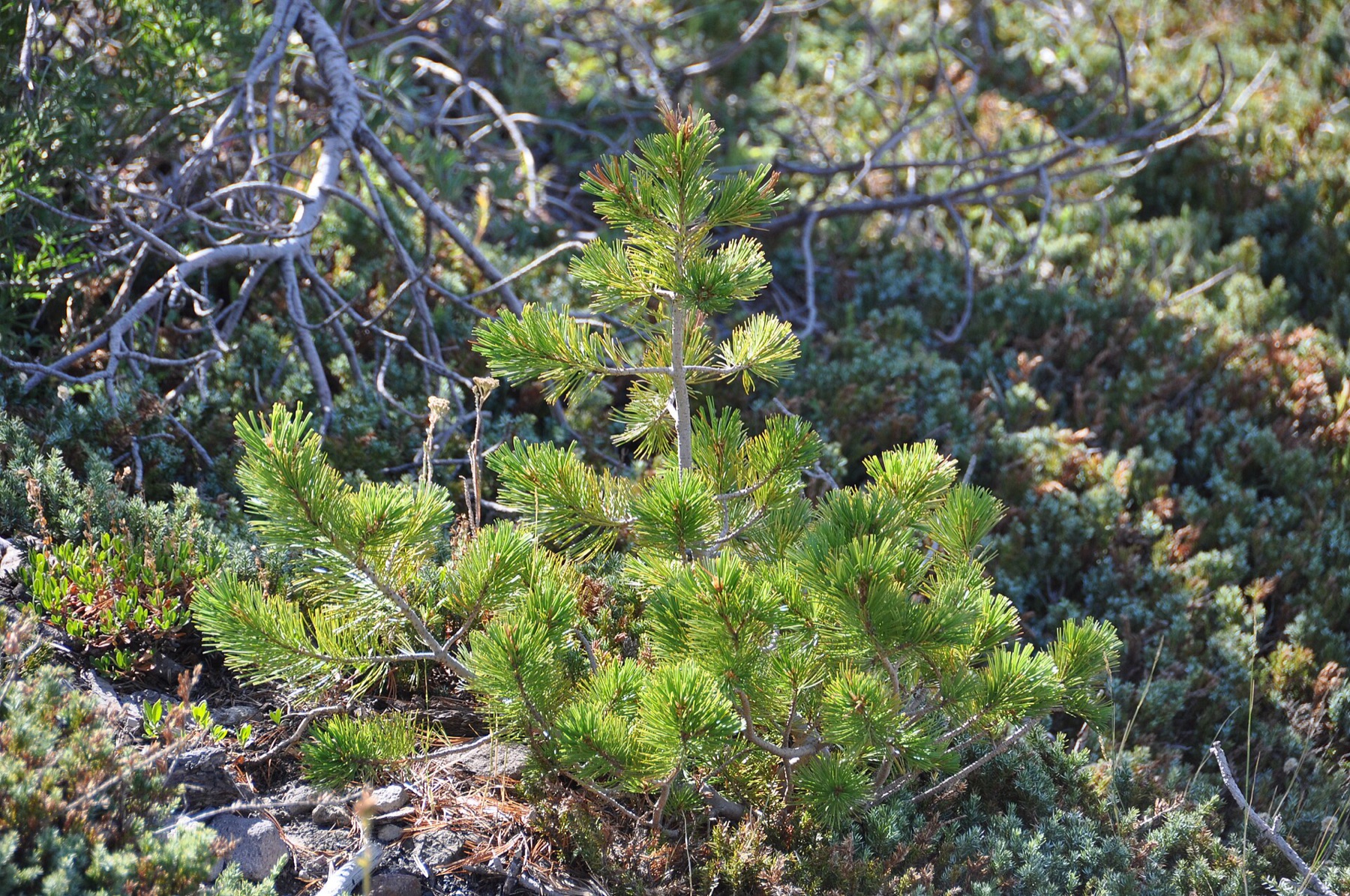 Whitebark Pine — photo 7
