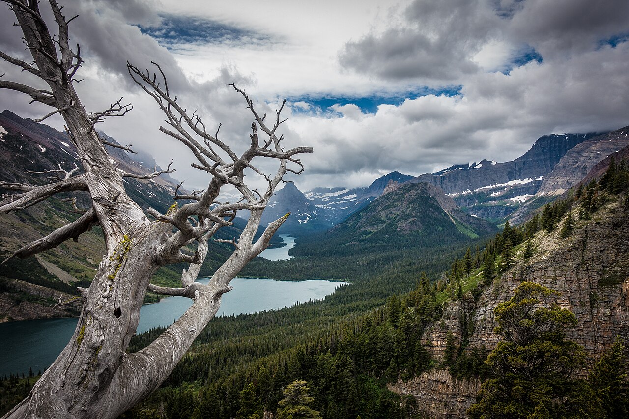 Whitebark Pine — photo 2