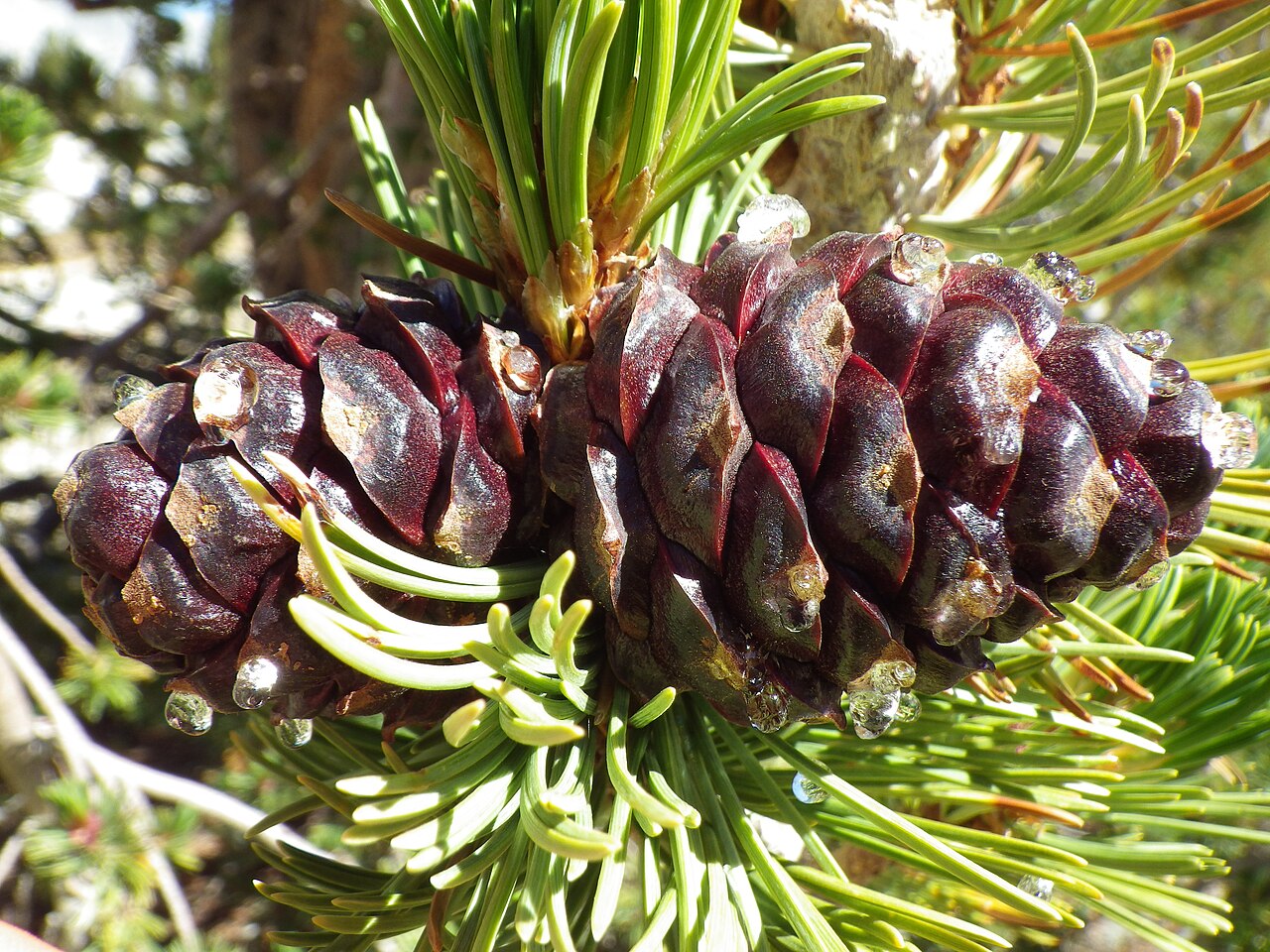 Whitebark Pine — photo 4