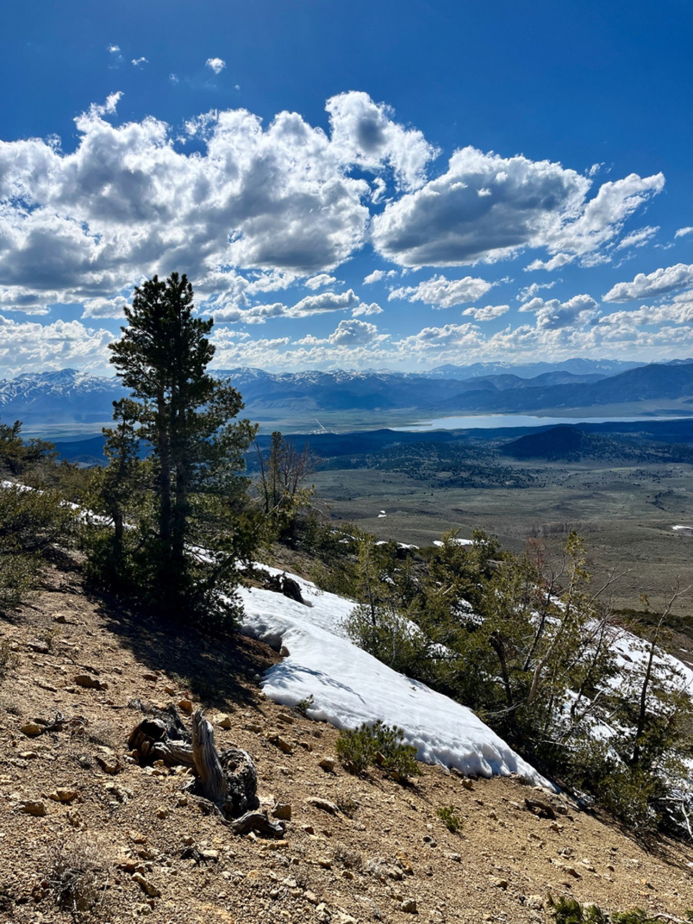 Whitebark Pine