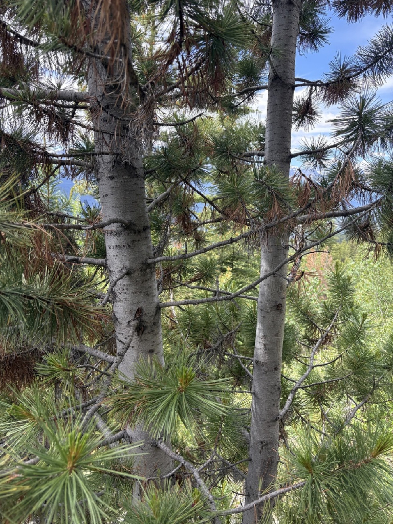 Whitebark Pine — photo 2