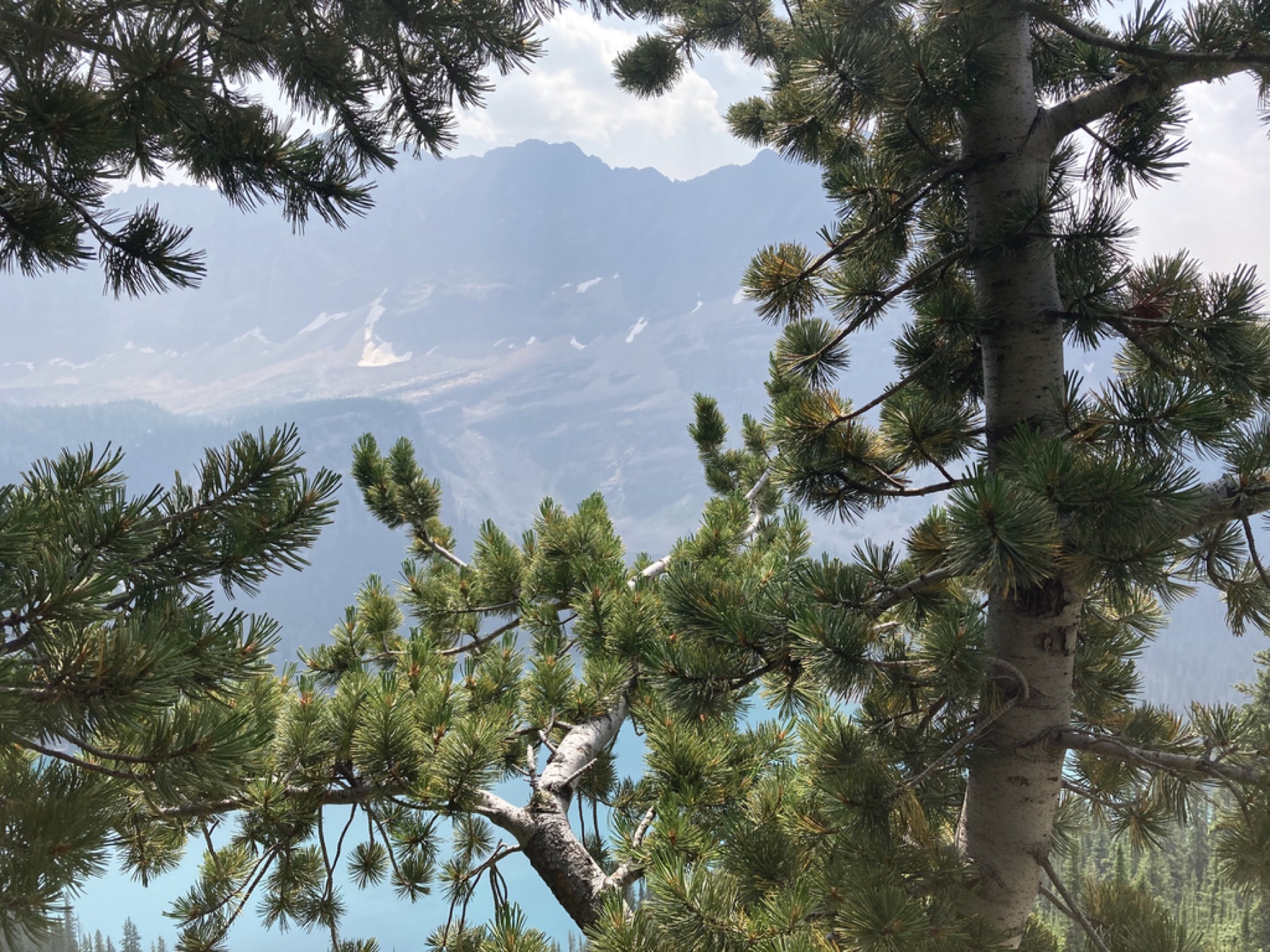 Whitebark Pine — photo 3