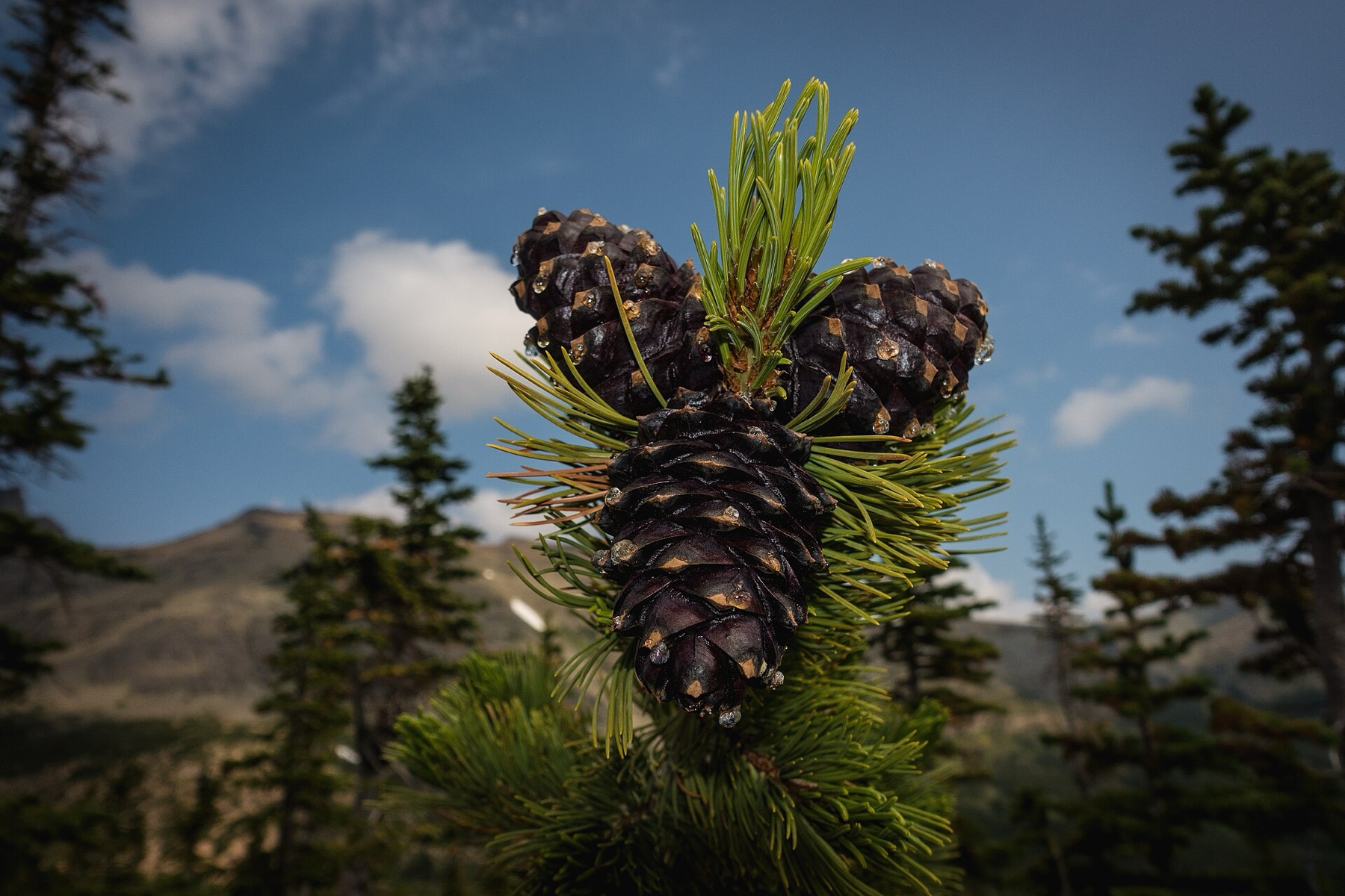 Whitebark Pine — photo 4