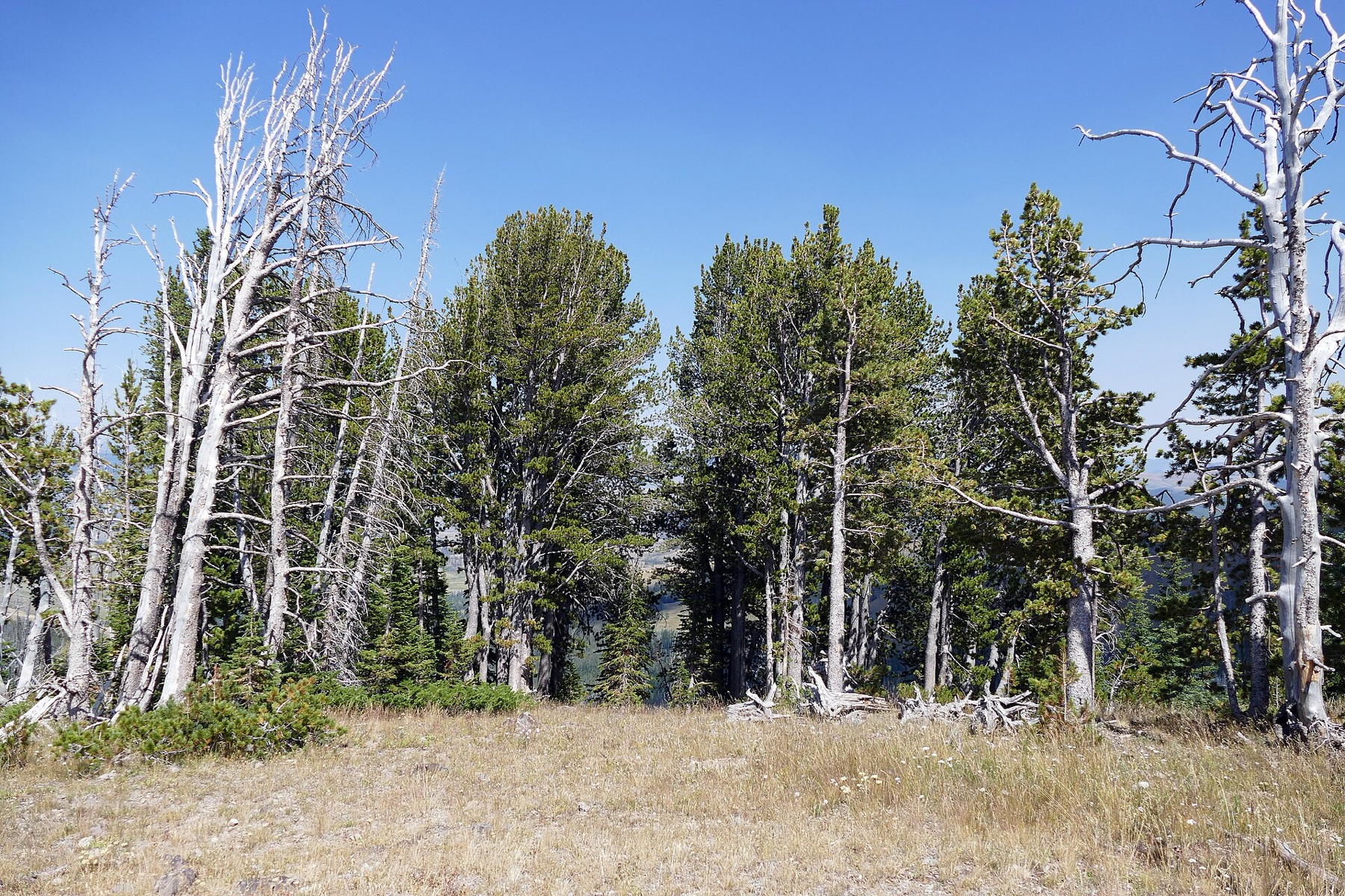 Whitebark Pine — photo 5