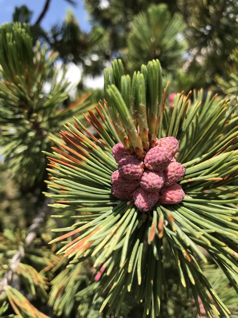 Whitebark Pine — photo 1