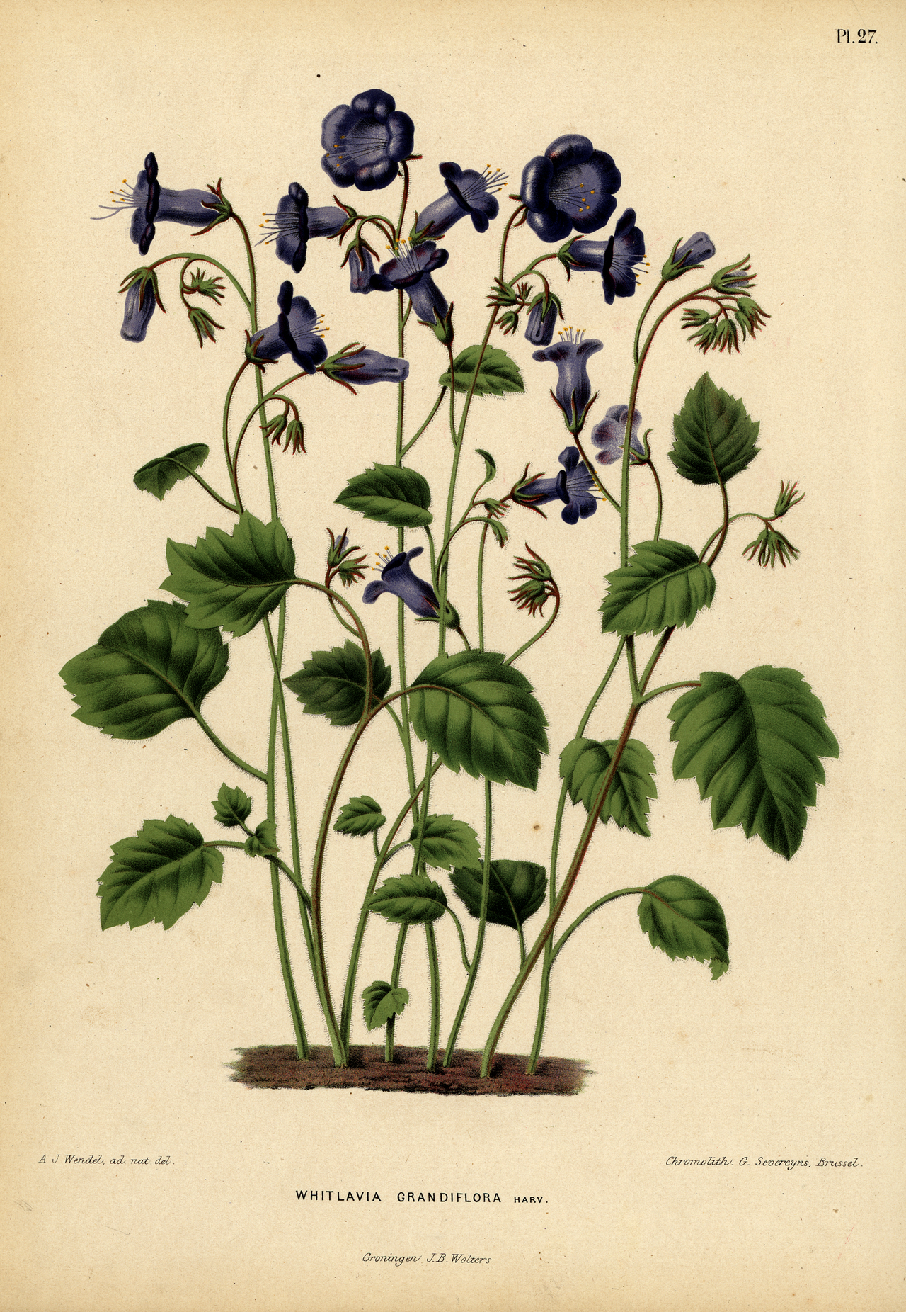 Wild Canterbury Bells — photo 2