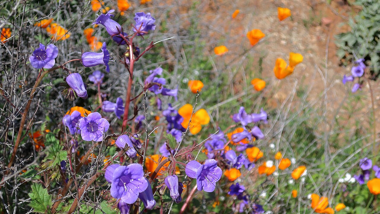 Wild Canterbury Bells — photo 3