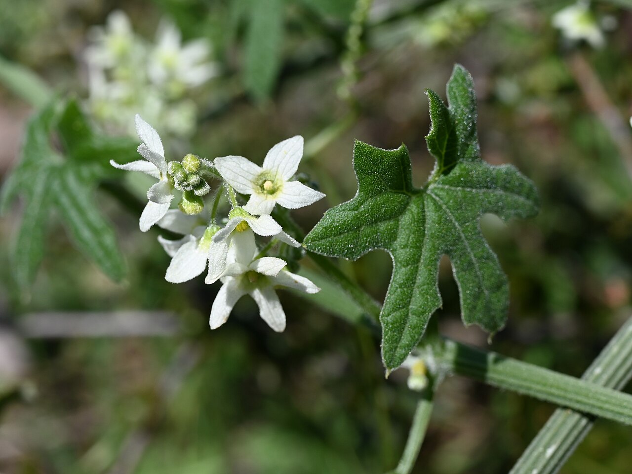 Wild Cucumber — photo 2