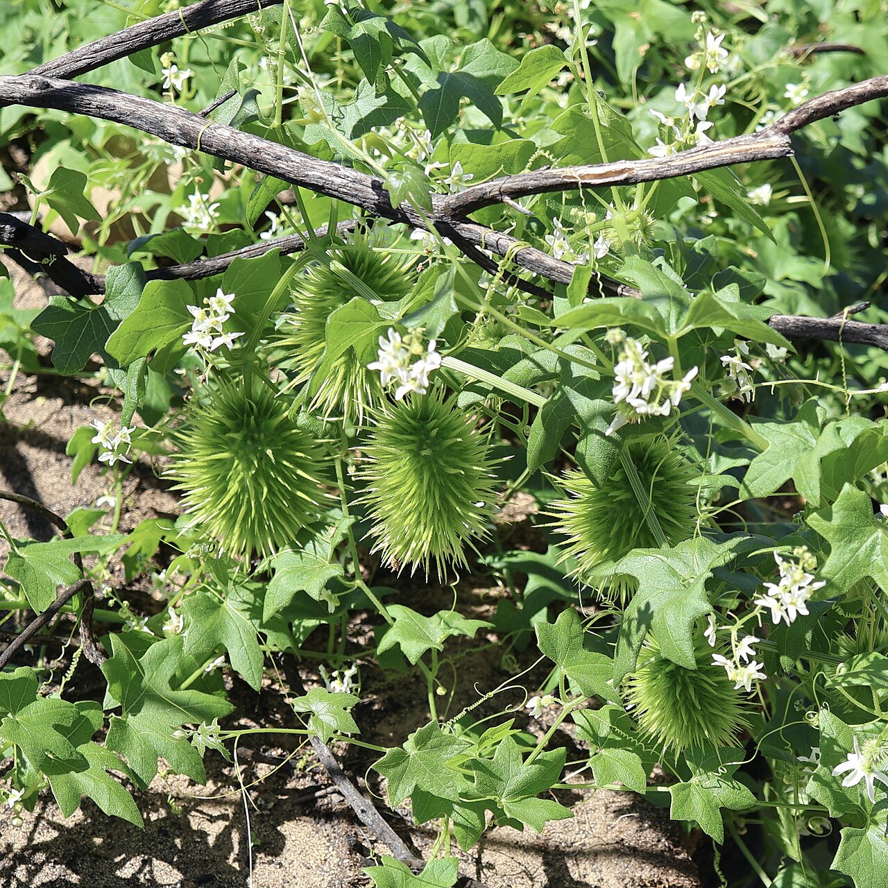Wild Cucumber — photo 3
