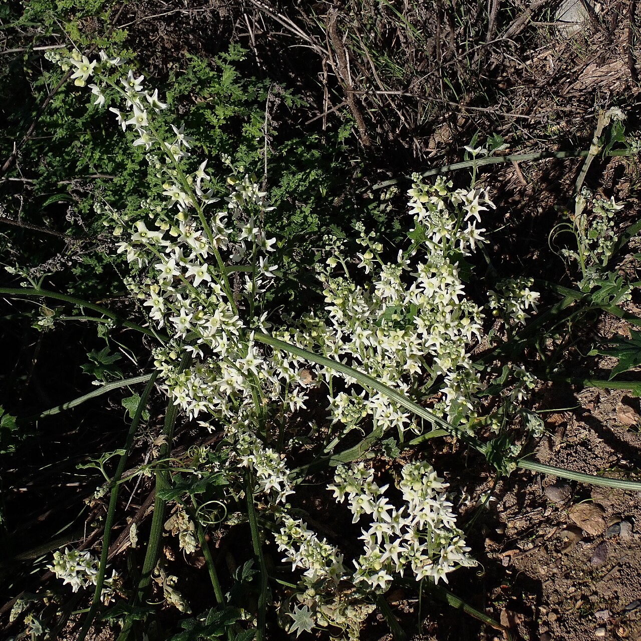 Wild Cucumber — photo 4