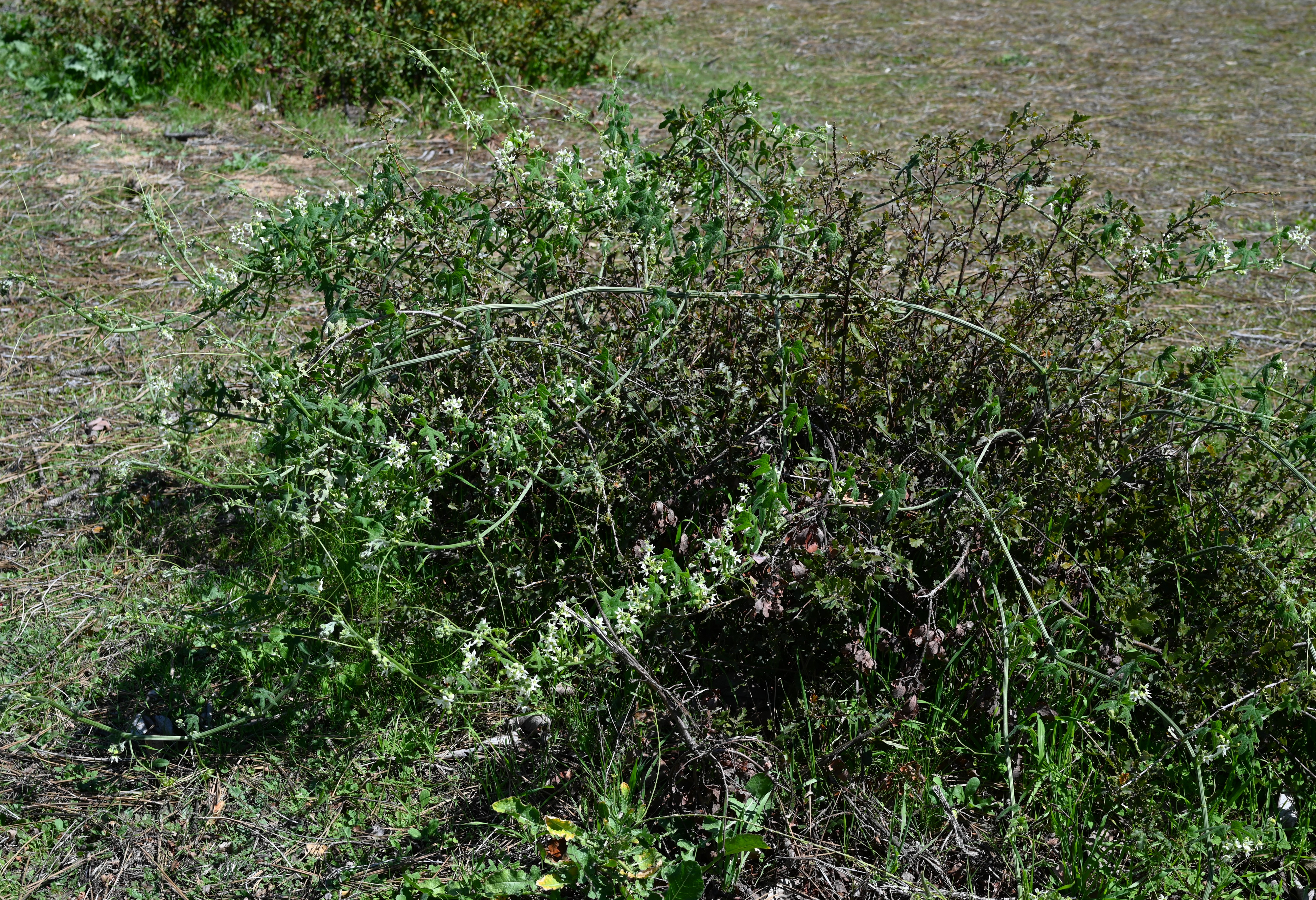 Vine — e.g. Wild Cucumber