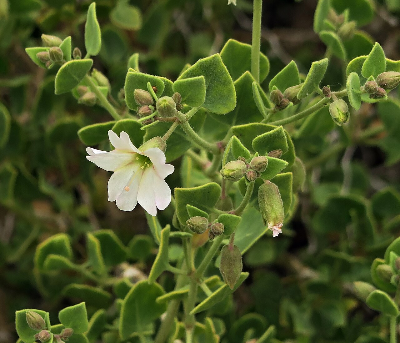 Wishbone Bush — photo 4