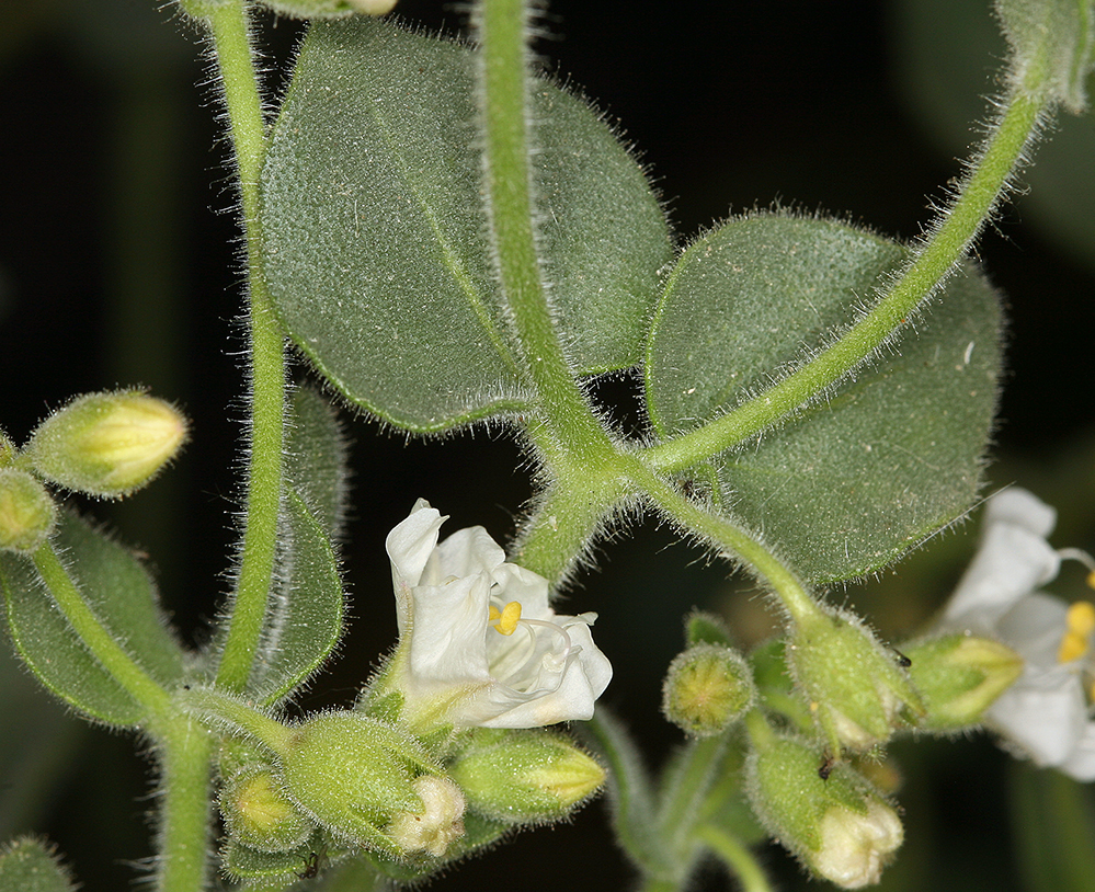 Wishbone Bush