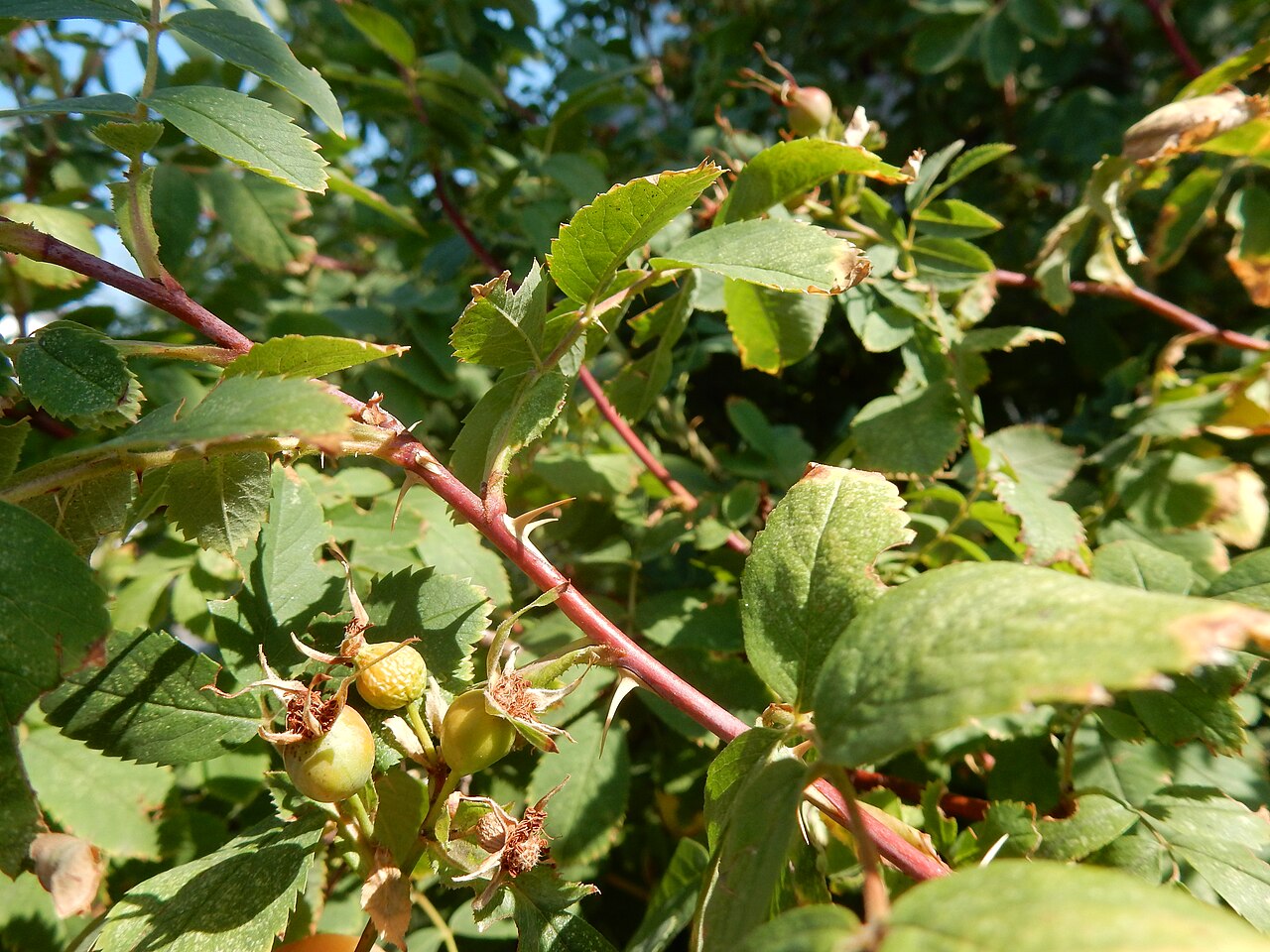 Woods' Rose — photo 2