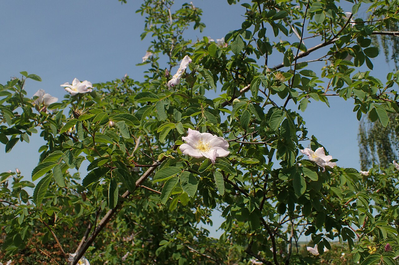 Woods' Rose — photo 3