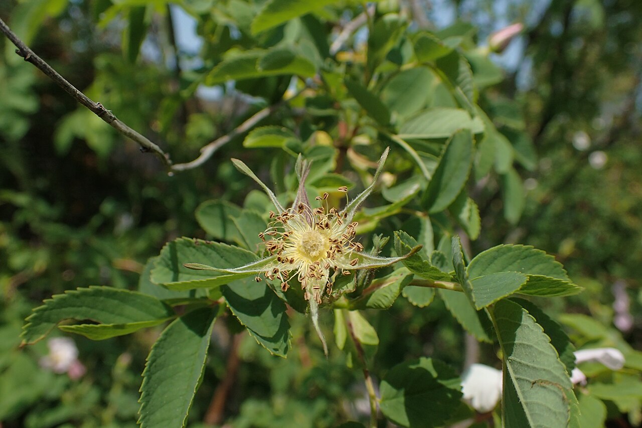 Woods' Rose — photo 4