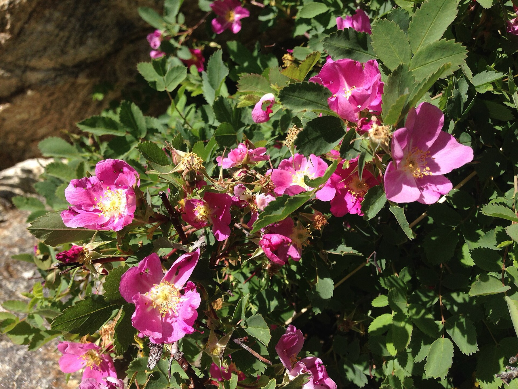 Woods' Rose