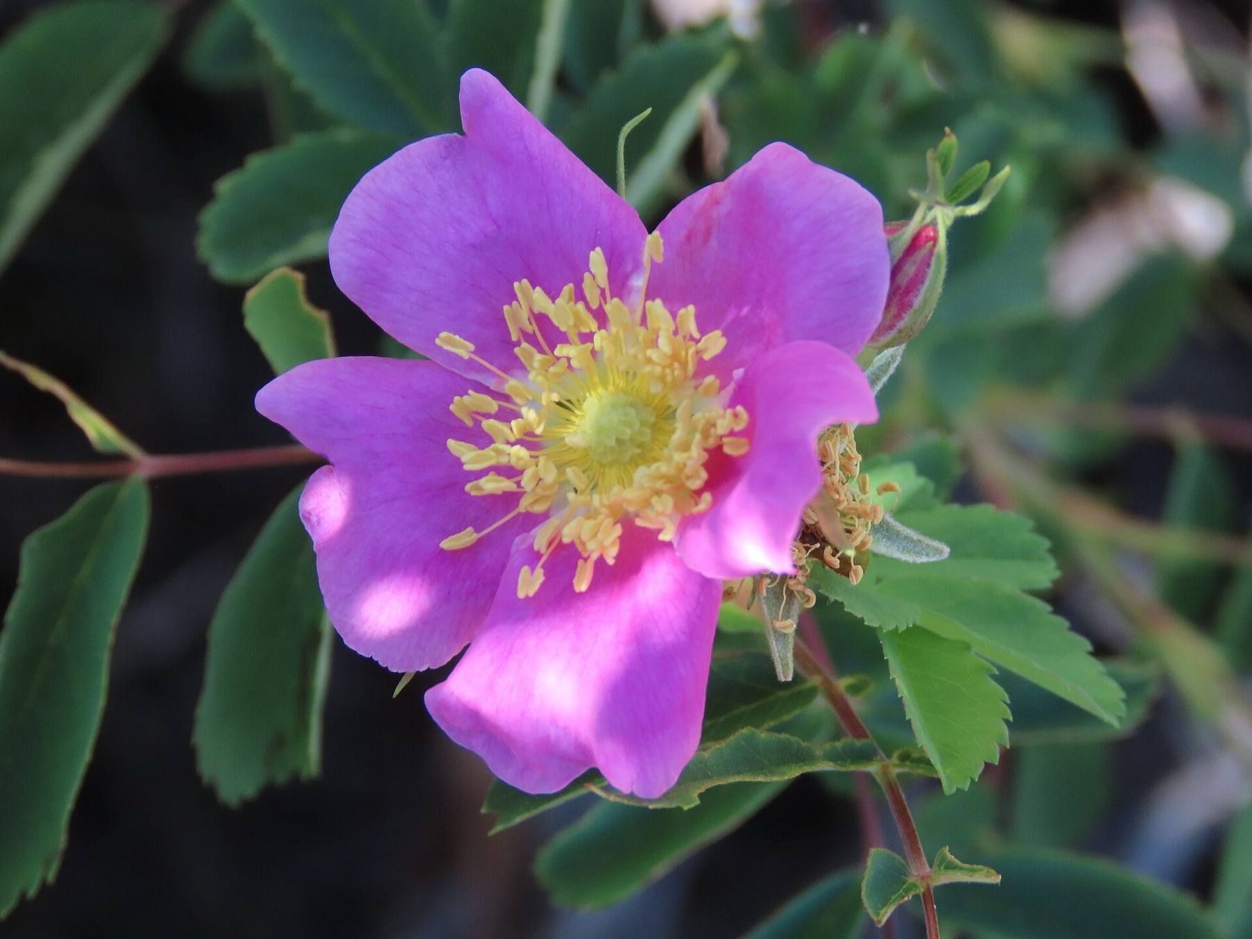 Woods' Rose — photo 2
