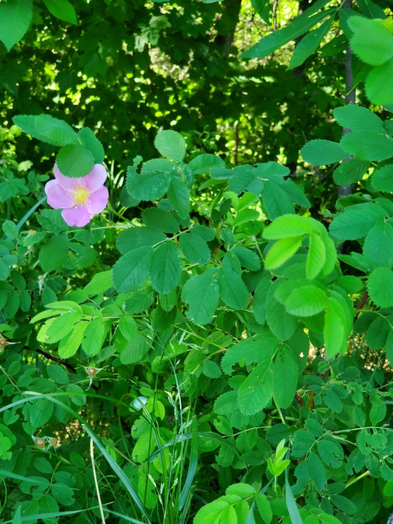 Woods' Rose — photo 3