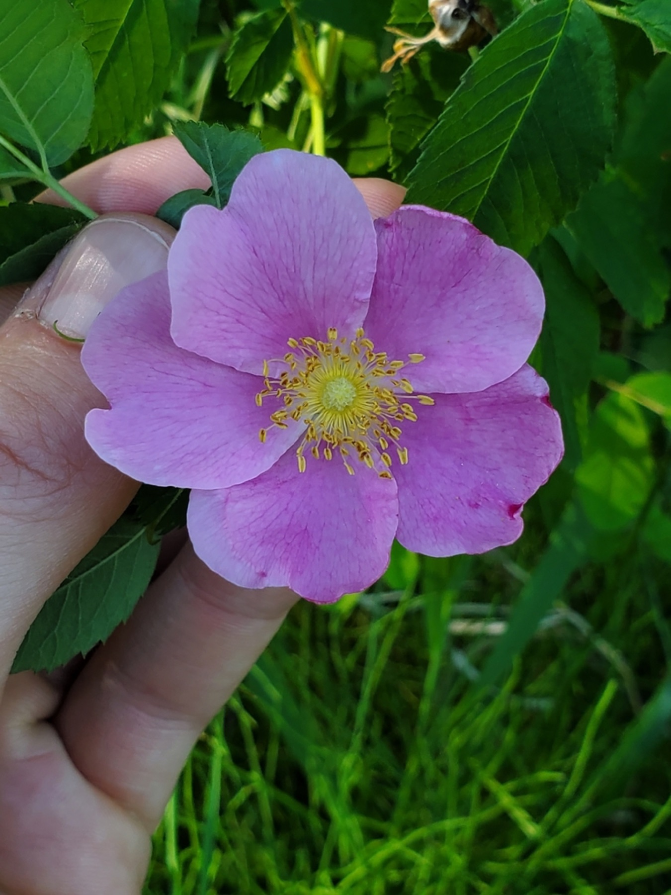 Woods' Rose — photo 4