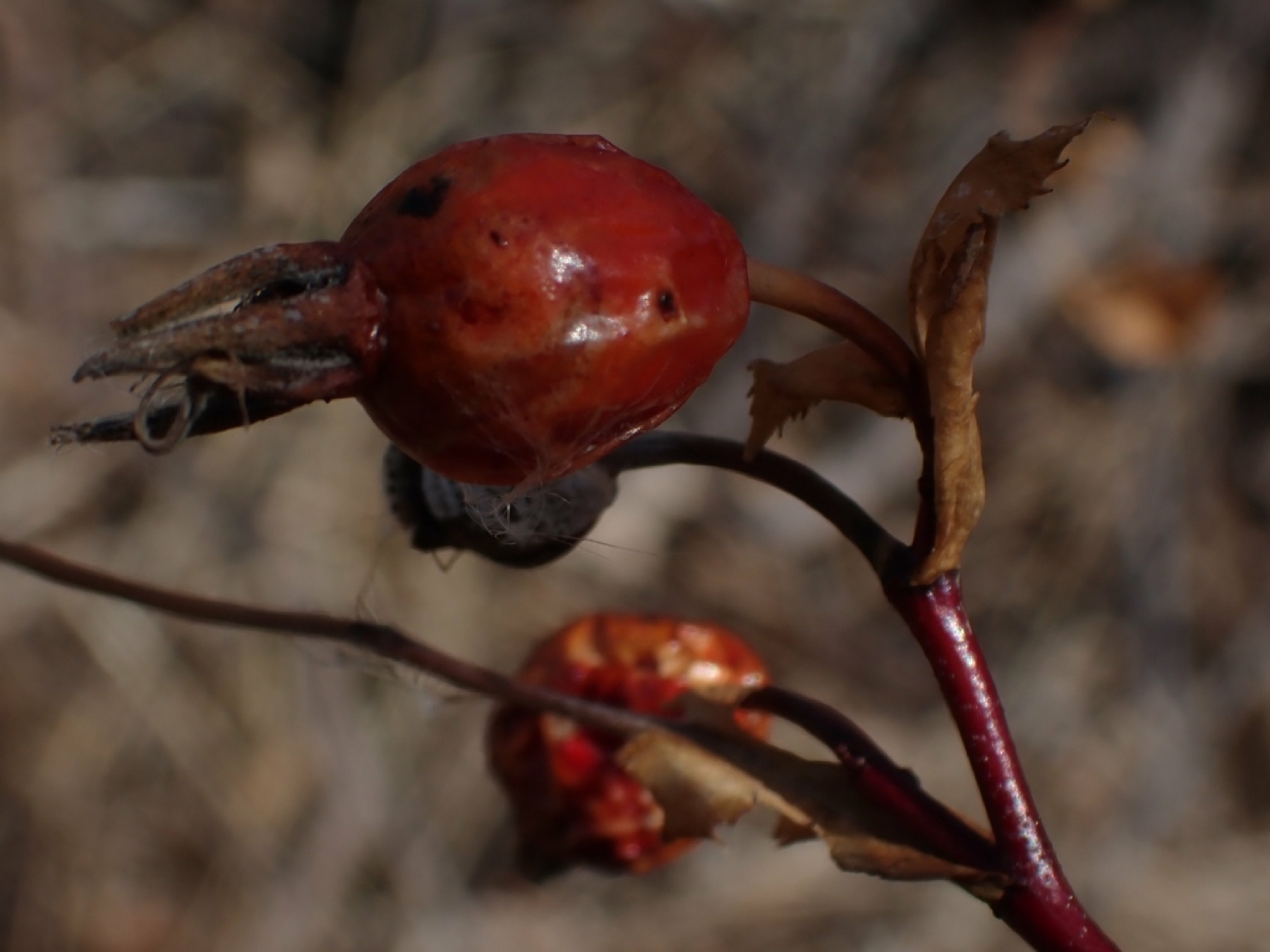 Woods' Rose — photo 5
