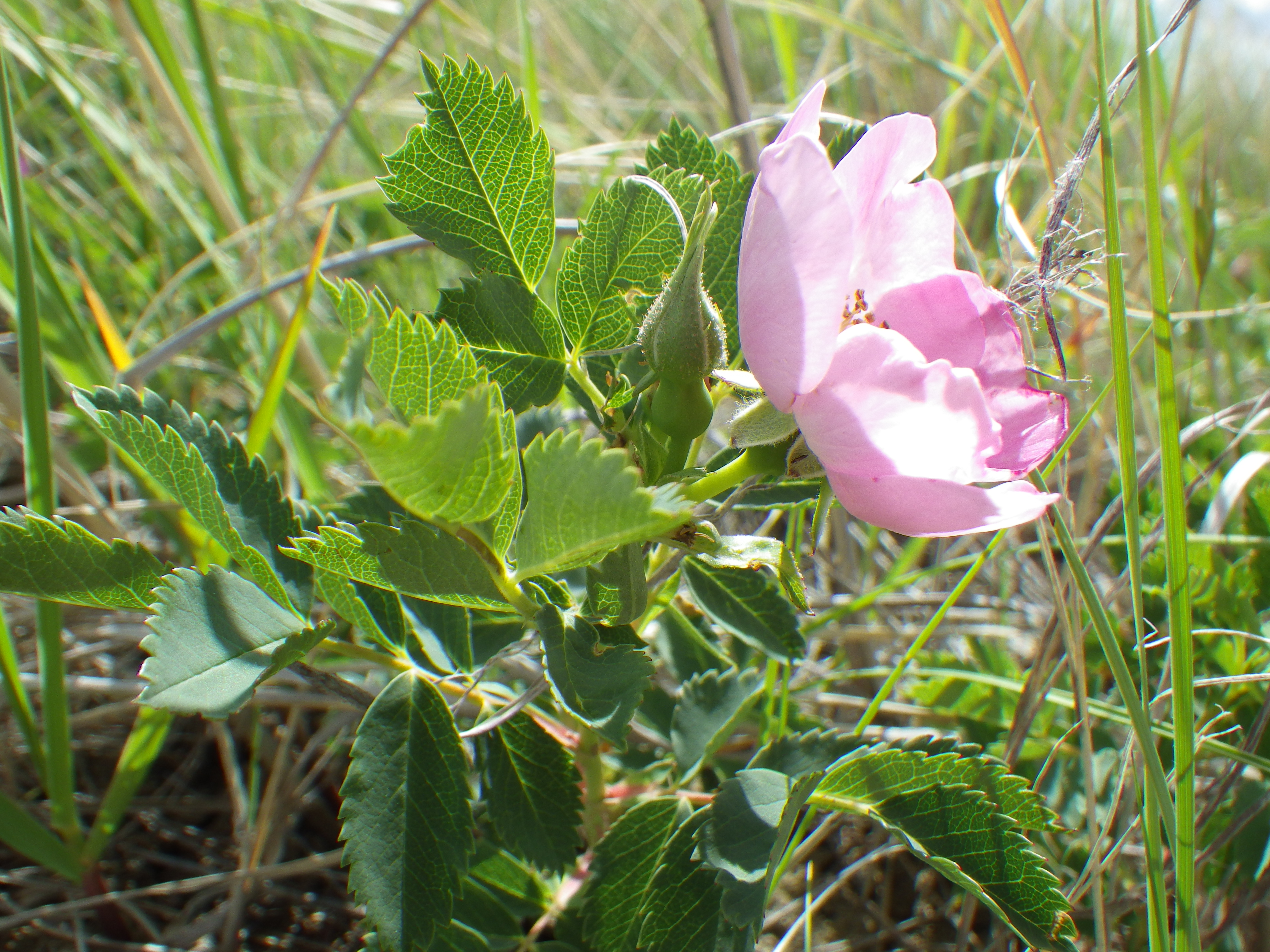 Woods' Rose