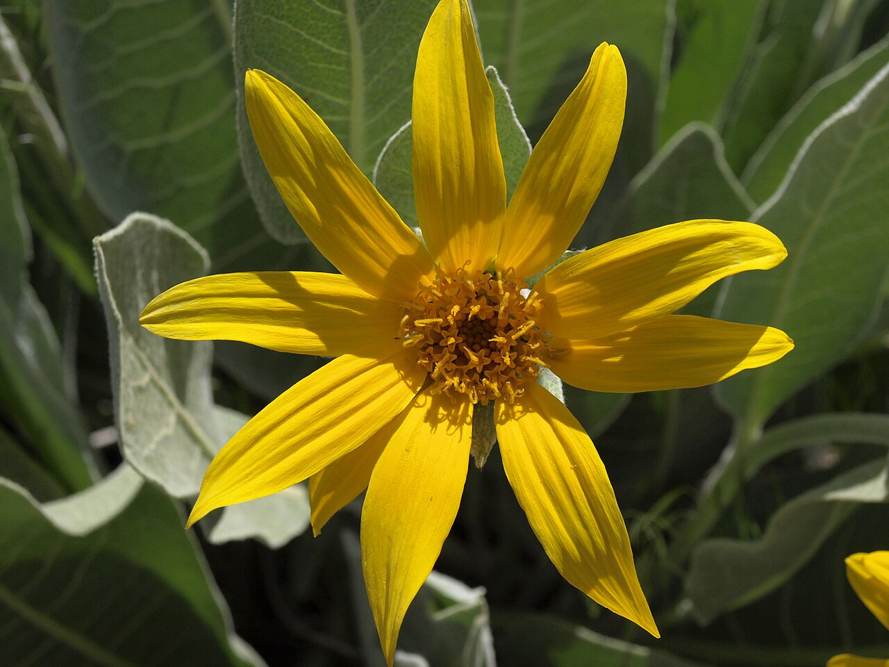 Woolly Mule's Ears — photo 2