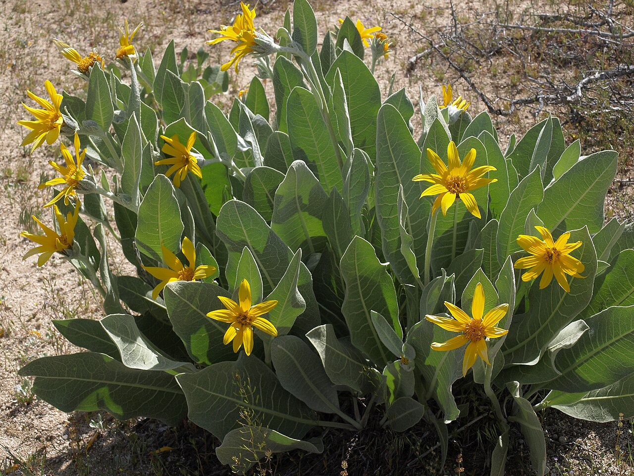 Woolly Mule's Ears — photo 3