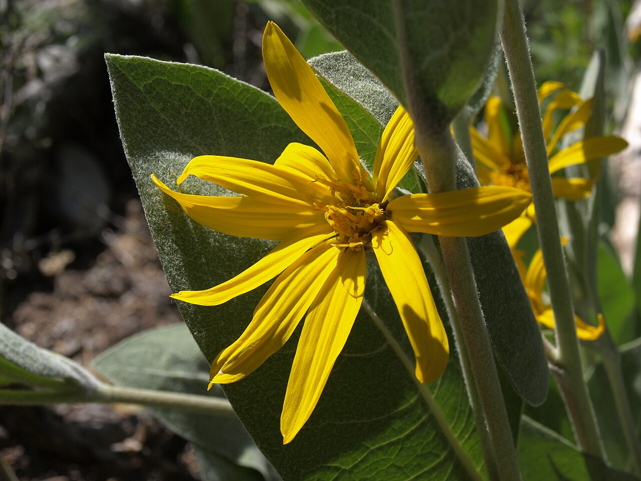 Woolly Mule's Ears — photo 4