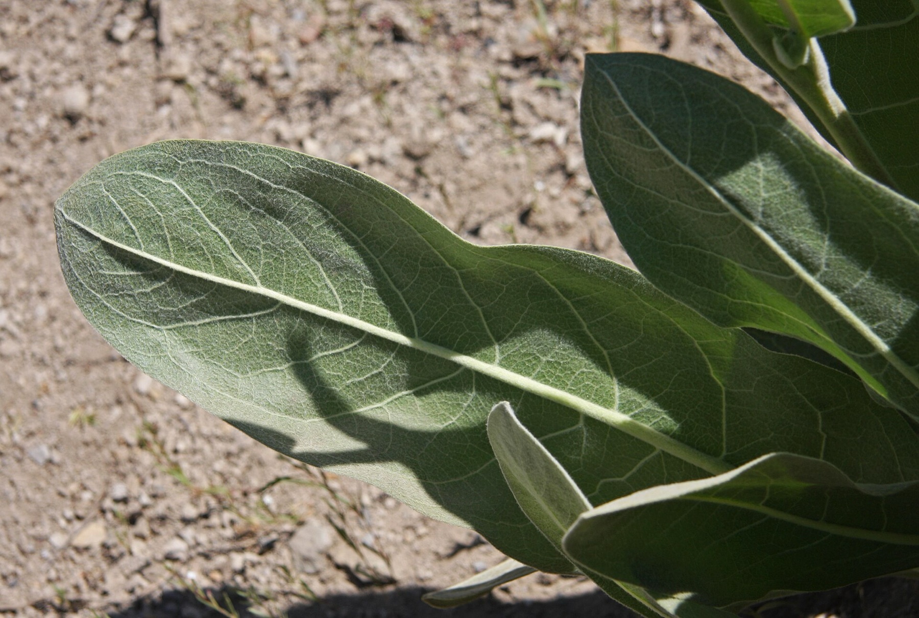 Woolly Mule's Ears