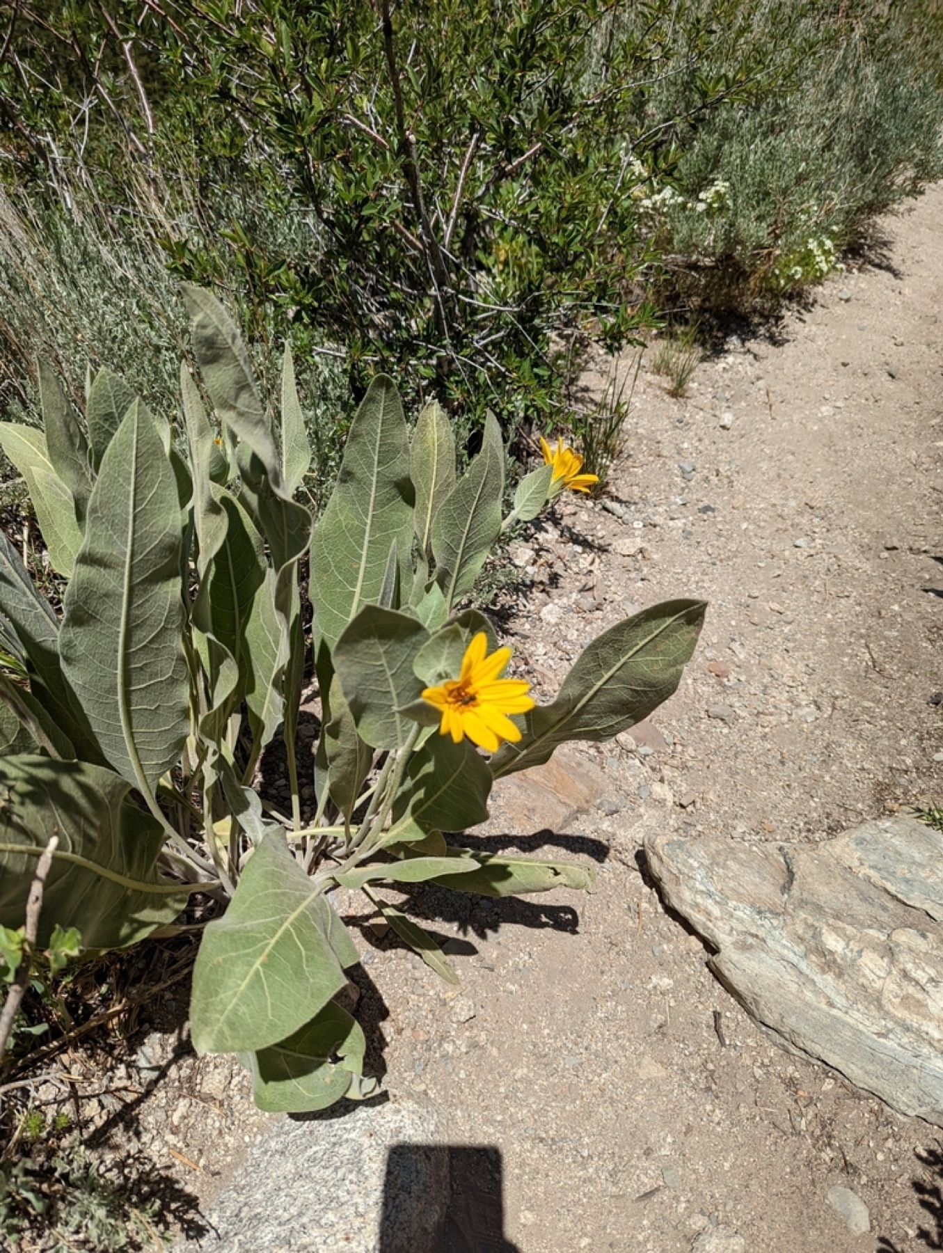 Woolly Mule's Ears — photo 2