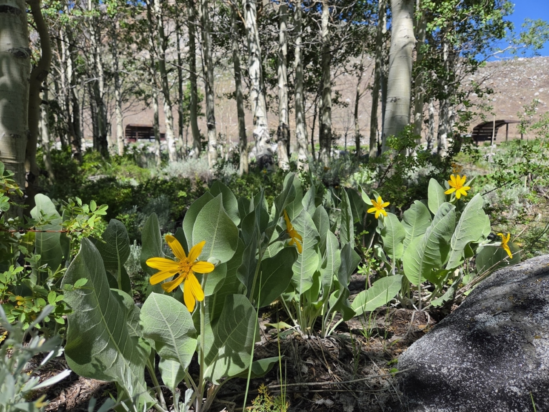 Woolly Mule's Ears — photo 3