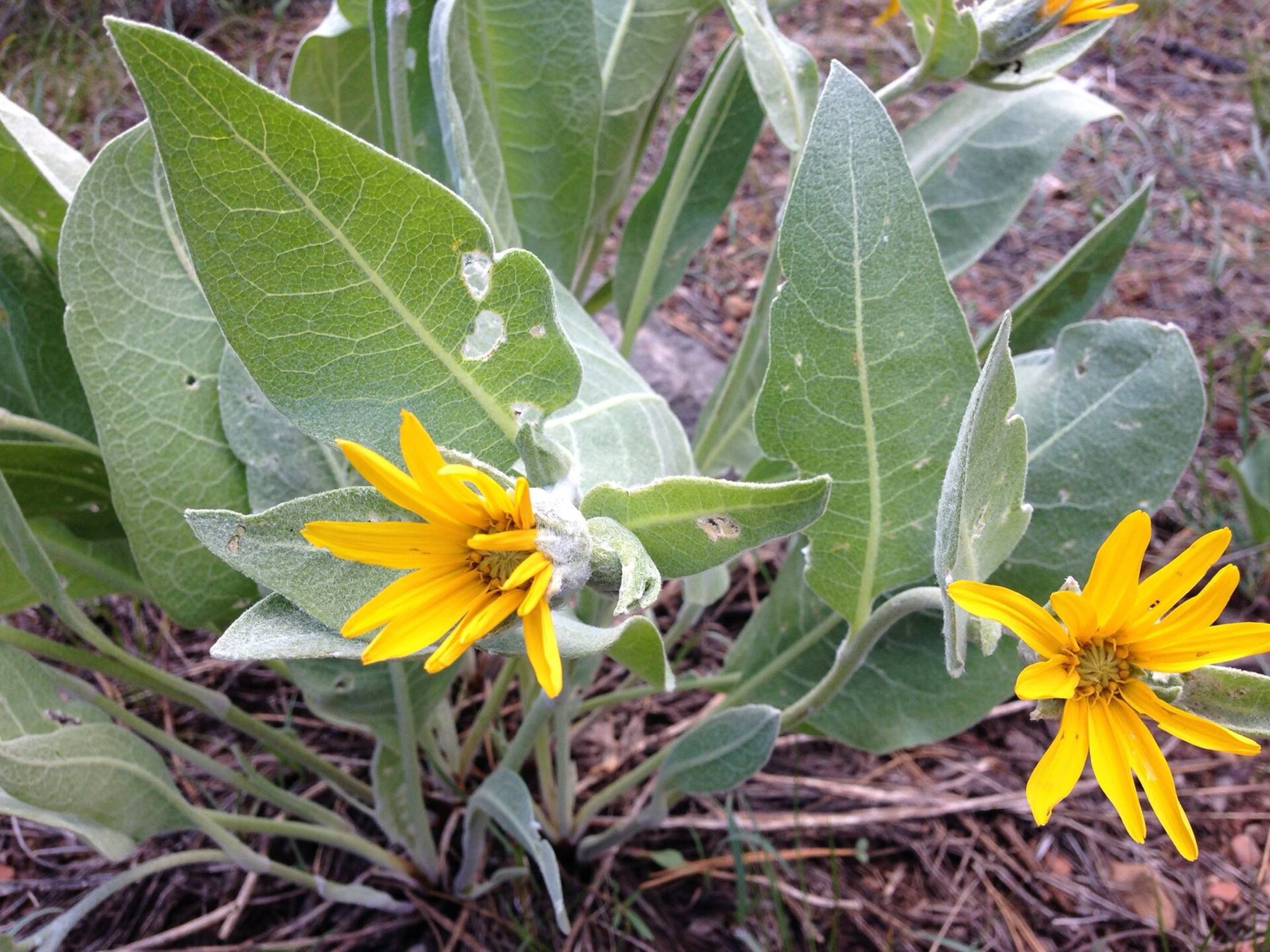 Woolly Mule's Ears — photo 4
