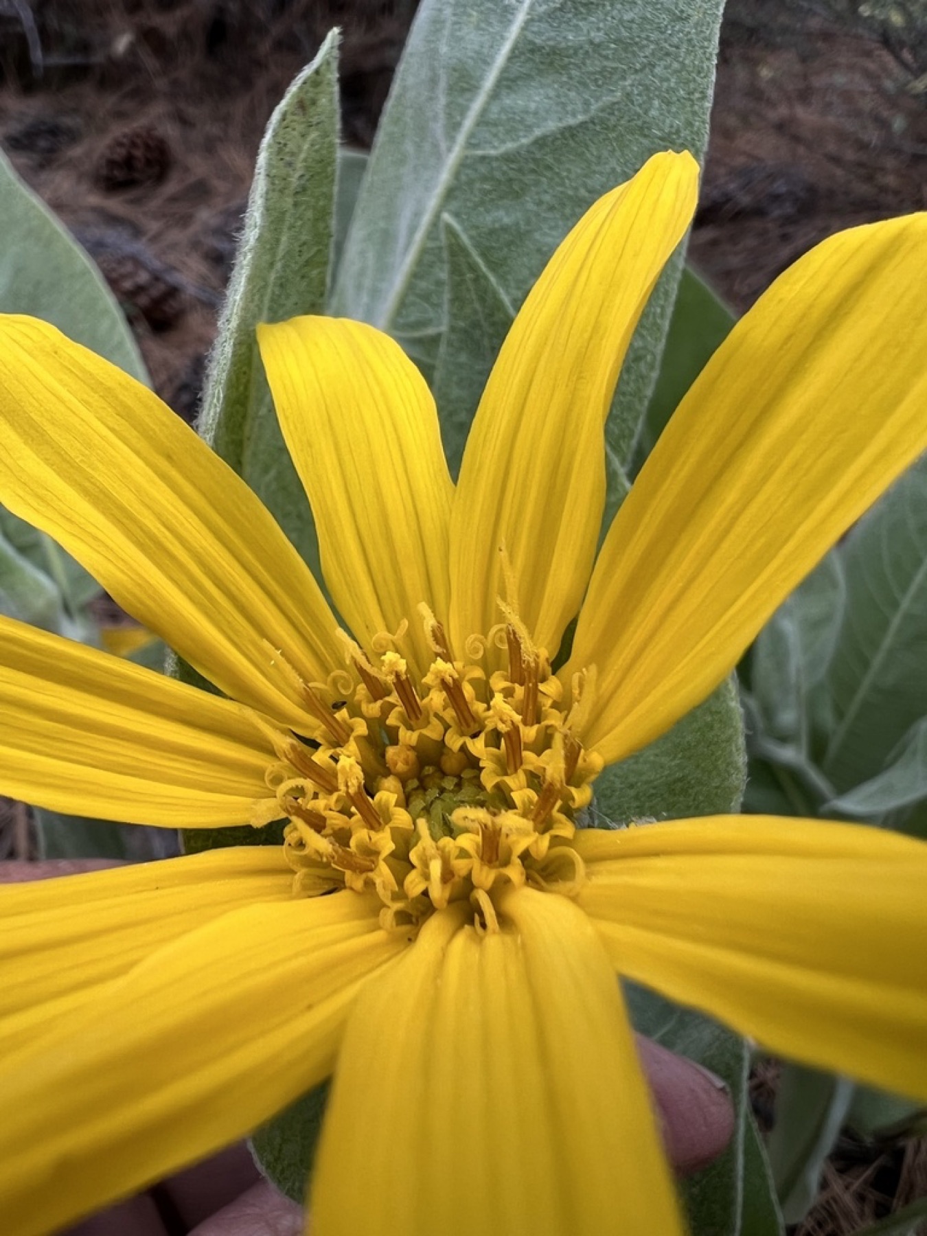 Woolly Mule's Ears — photo 5