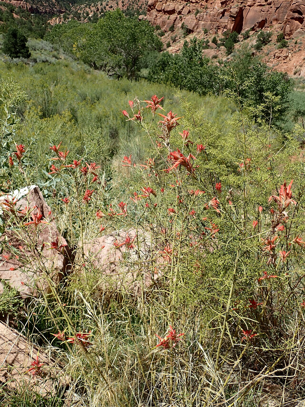 Wyoming Paintbrush — photo 2