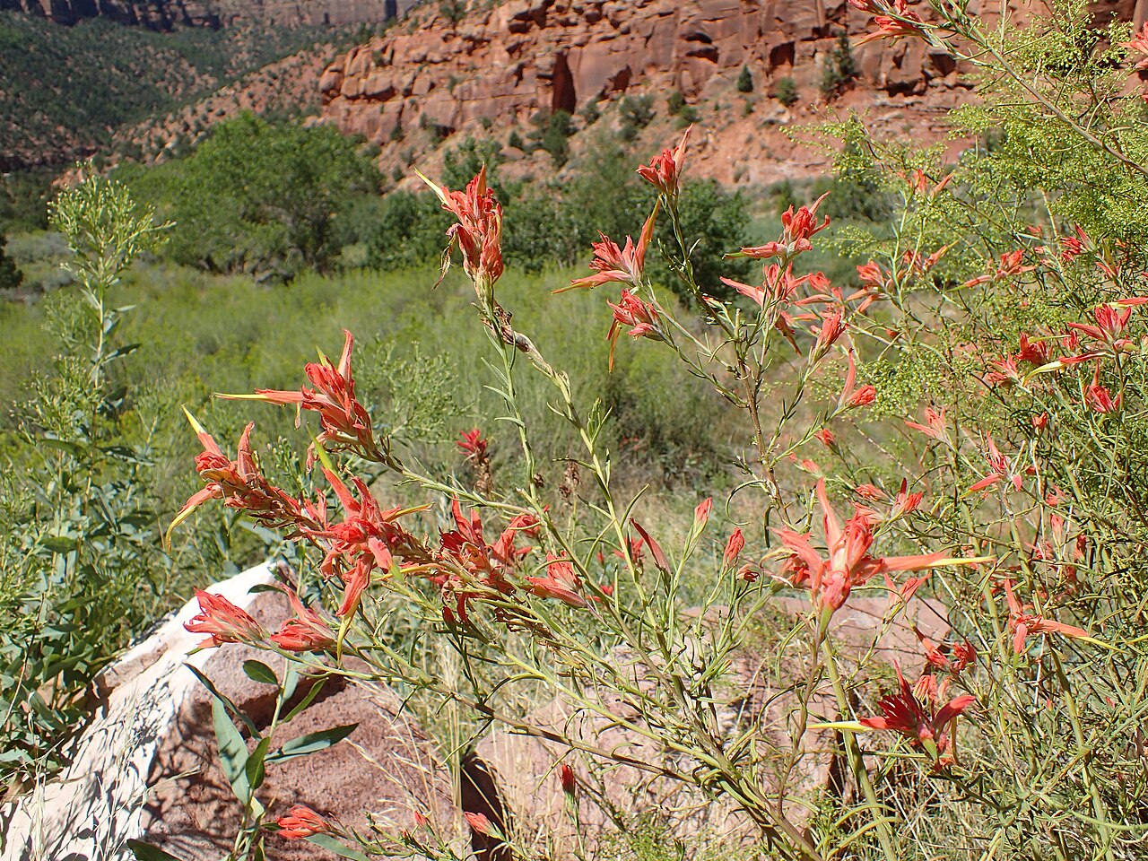 Wyoming Paintbrush — photo 3