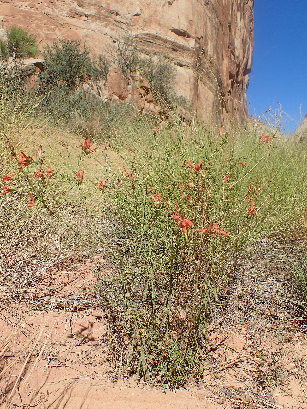 Wyoming Paintbrush — photo 4