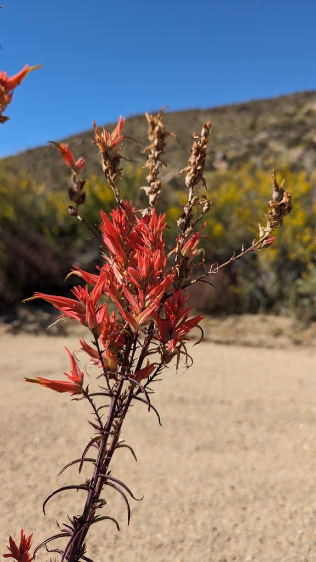 Wyoming Paintbrush