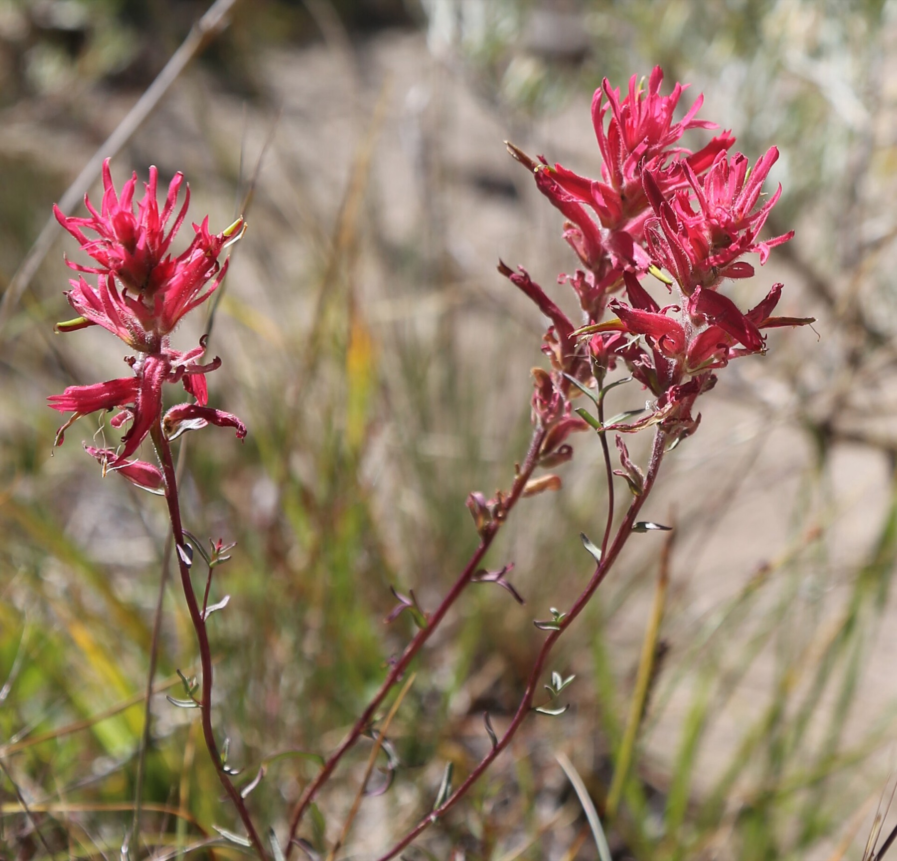Wyoming Paintbrush — photo 2