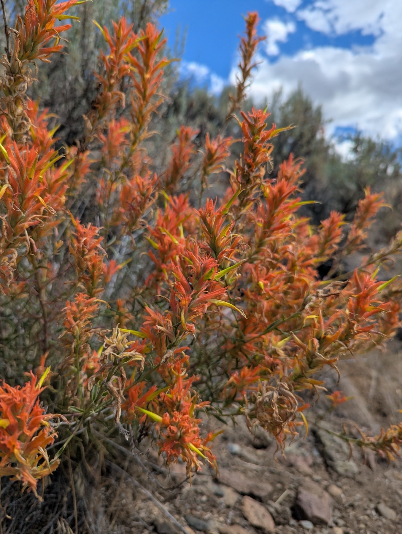 Wyoming Paintbrush — photo 3