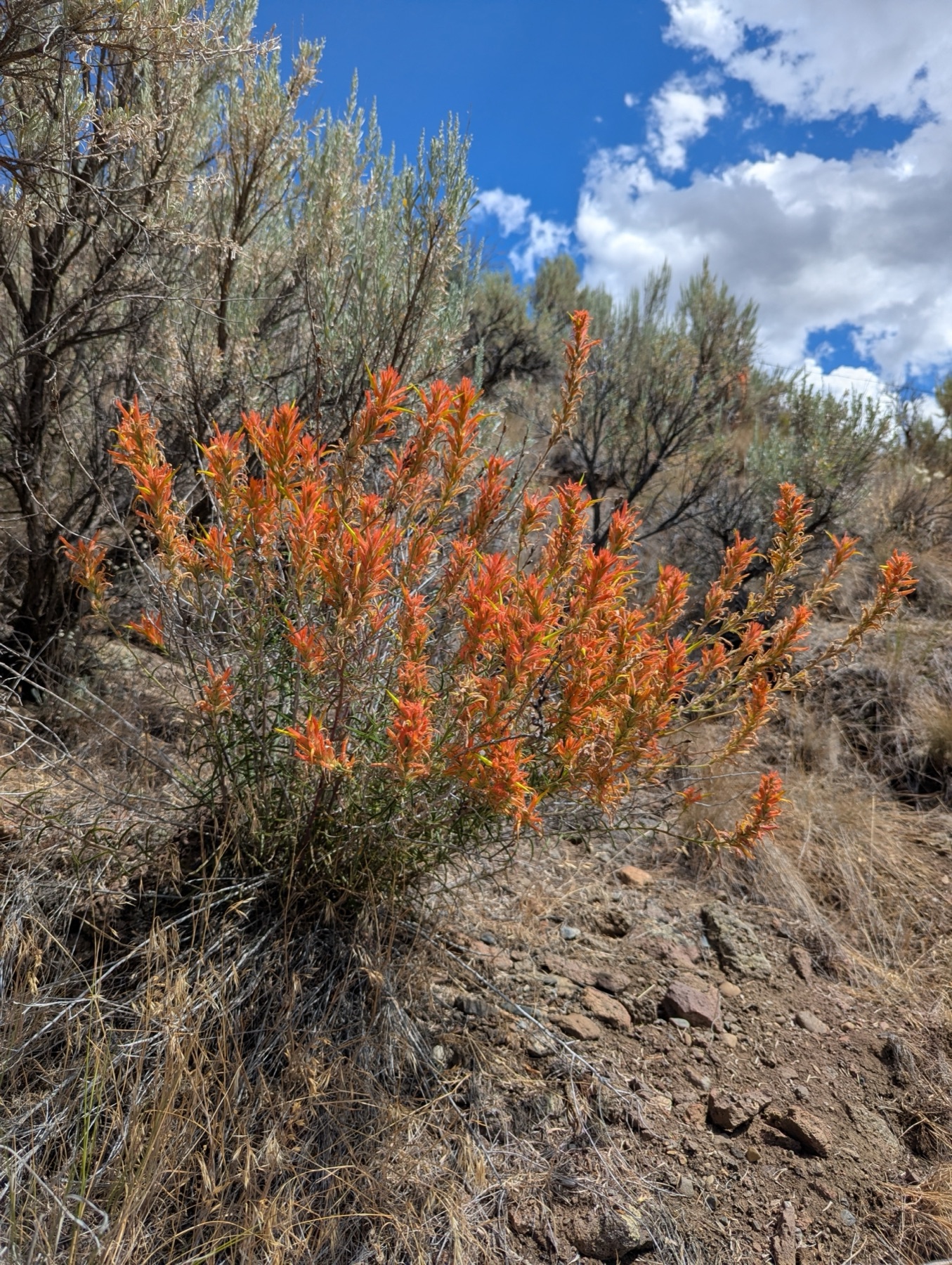 Wyoming Paintbrush — photo 4