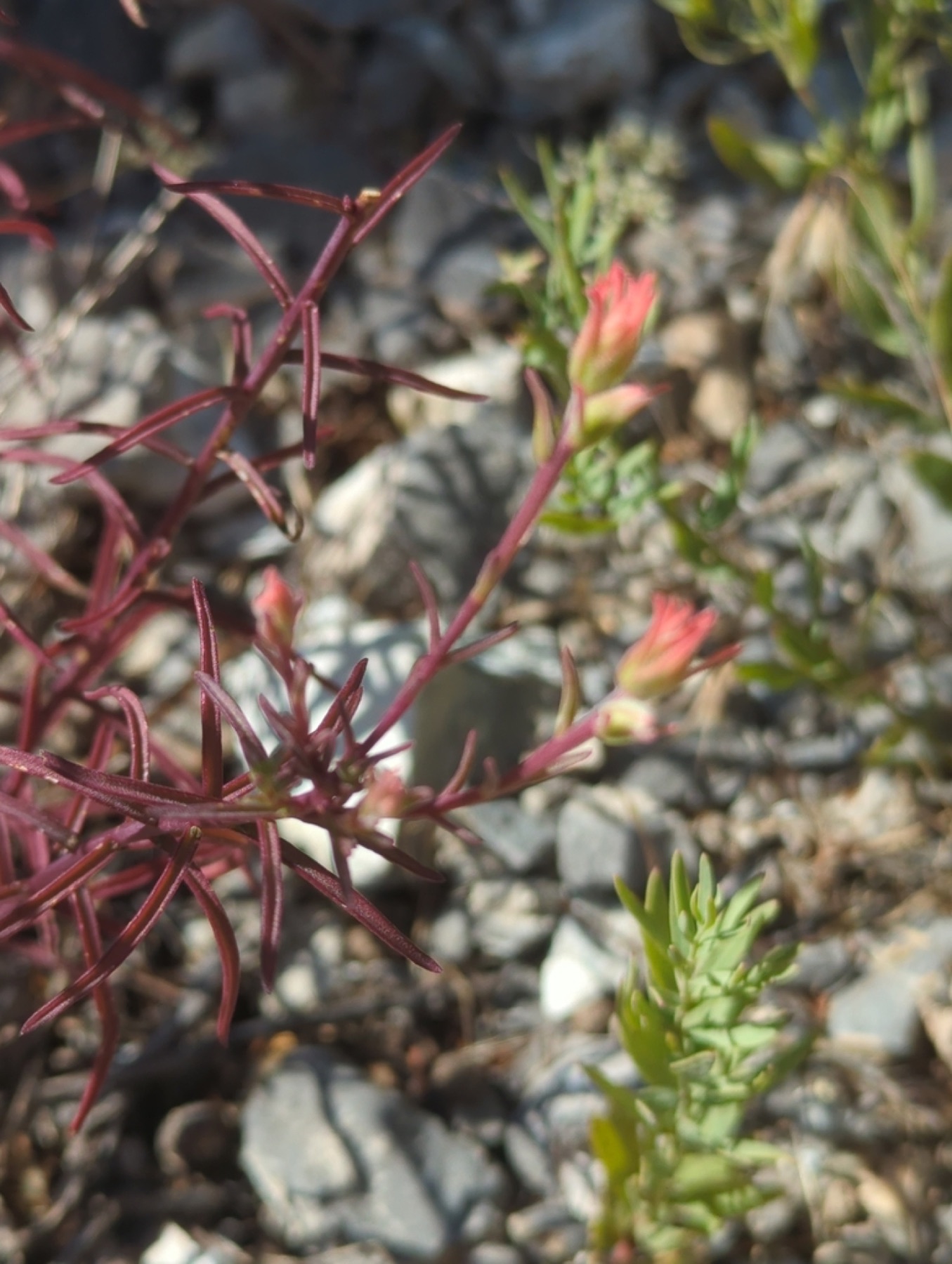 Wyoming Paintbrush — photo 5